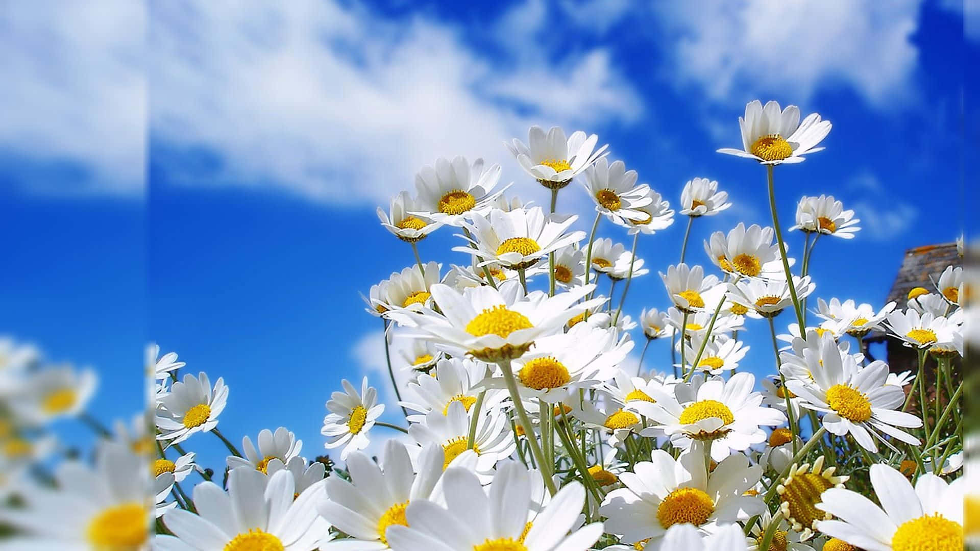 Una hermosa flor frente a la simplicidad de la naturaleza Fondos de pantalla