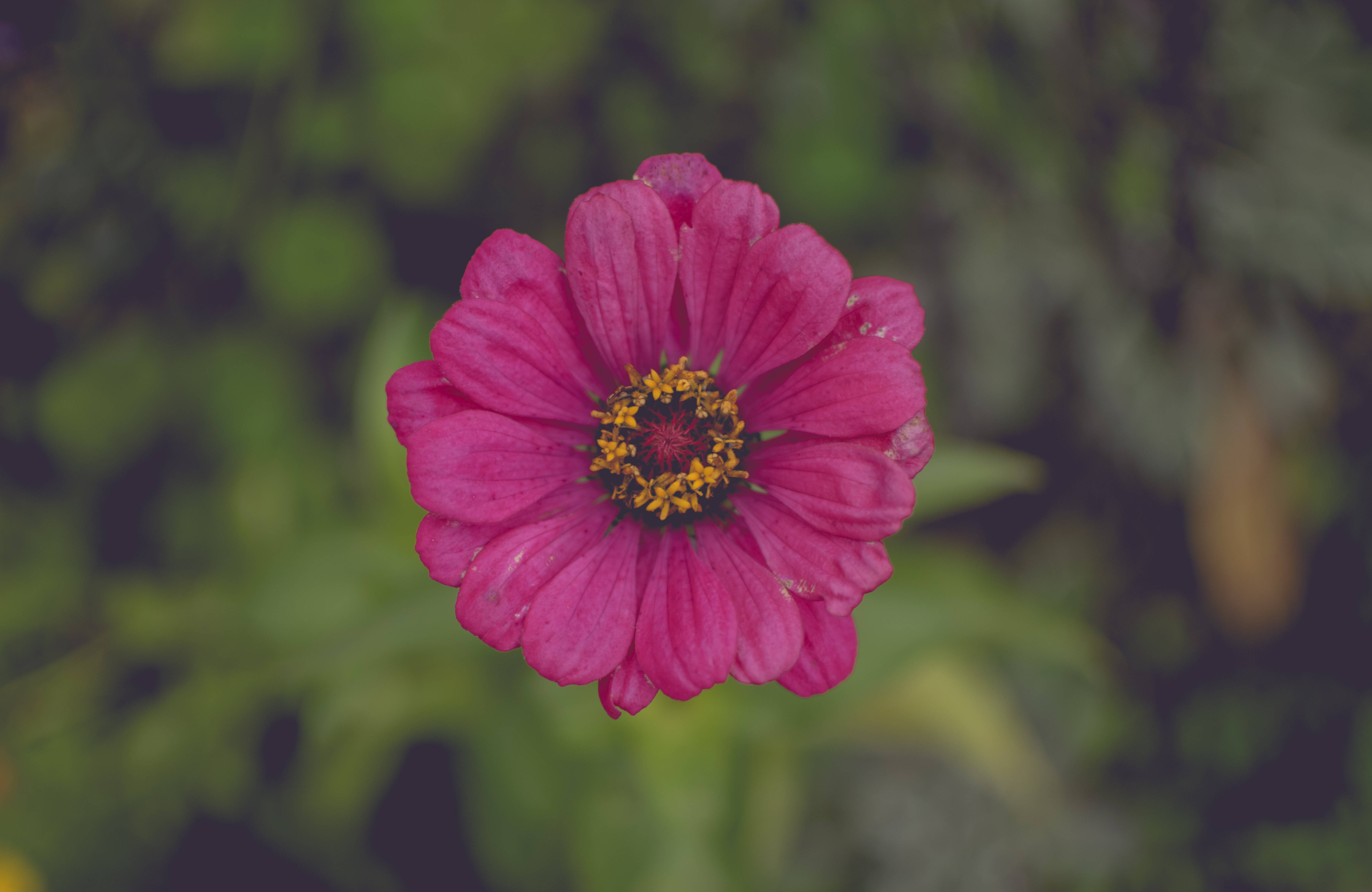 Una hermosa flor rosa que simboliza amor y alegría Fondos de pantalla