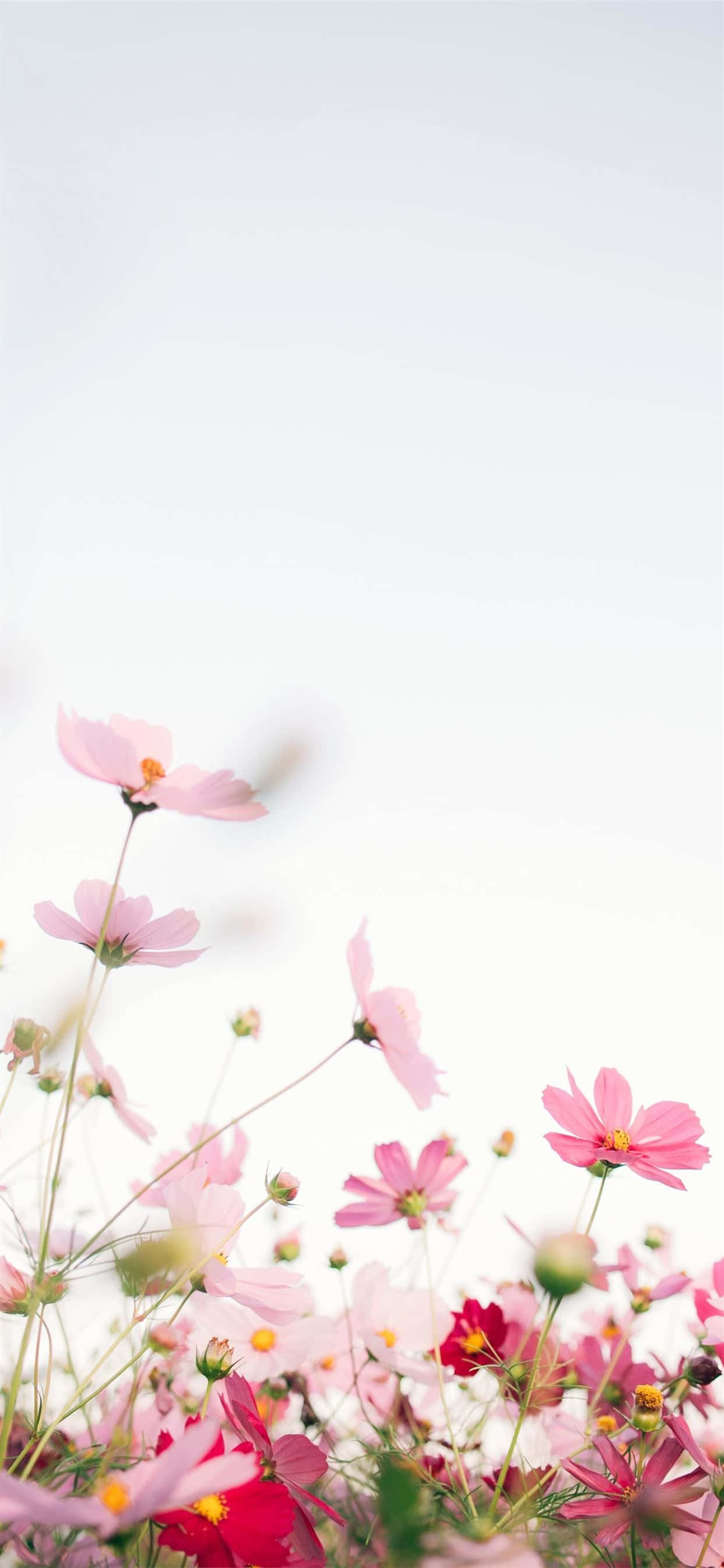 Una hermosa flor rosa sobre fondo blanco Fondos de pantalla