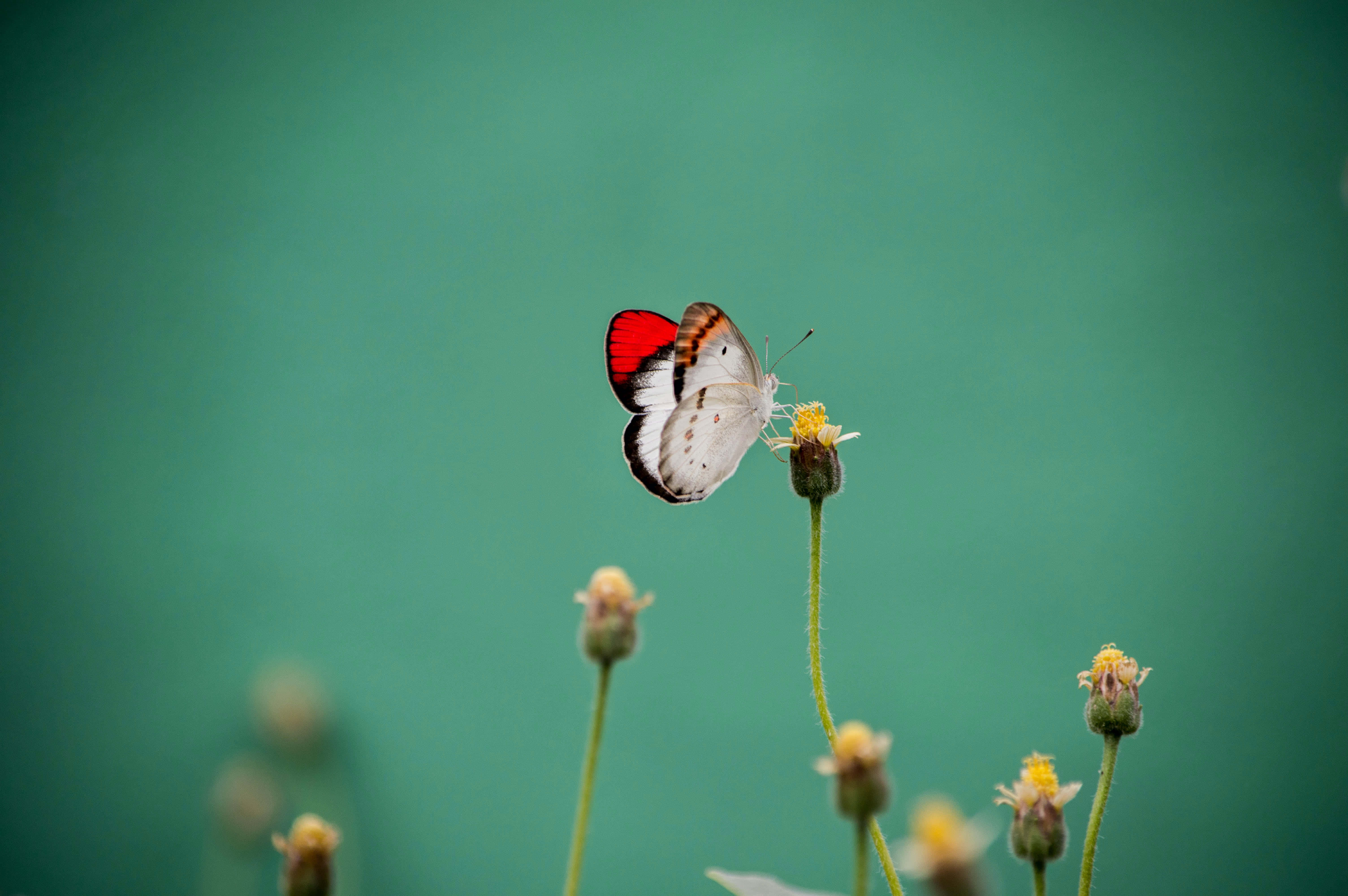 Una hermosa mariposa en un mar de colores vibrantes Fondos de pantalla