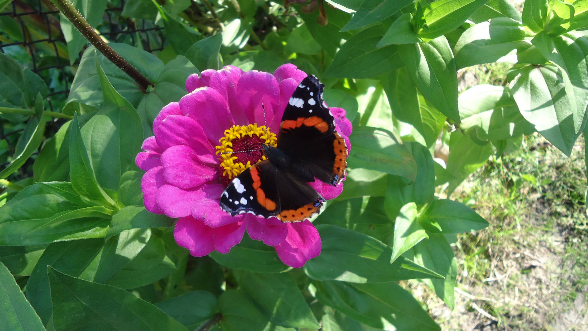Mariposa negra sobre una flor rosa fondo de pantalla.