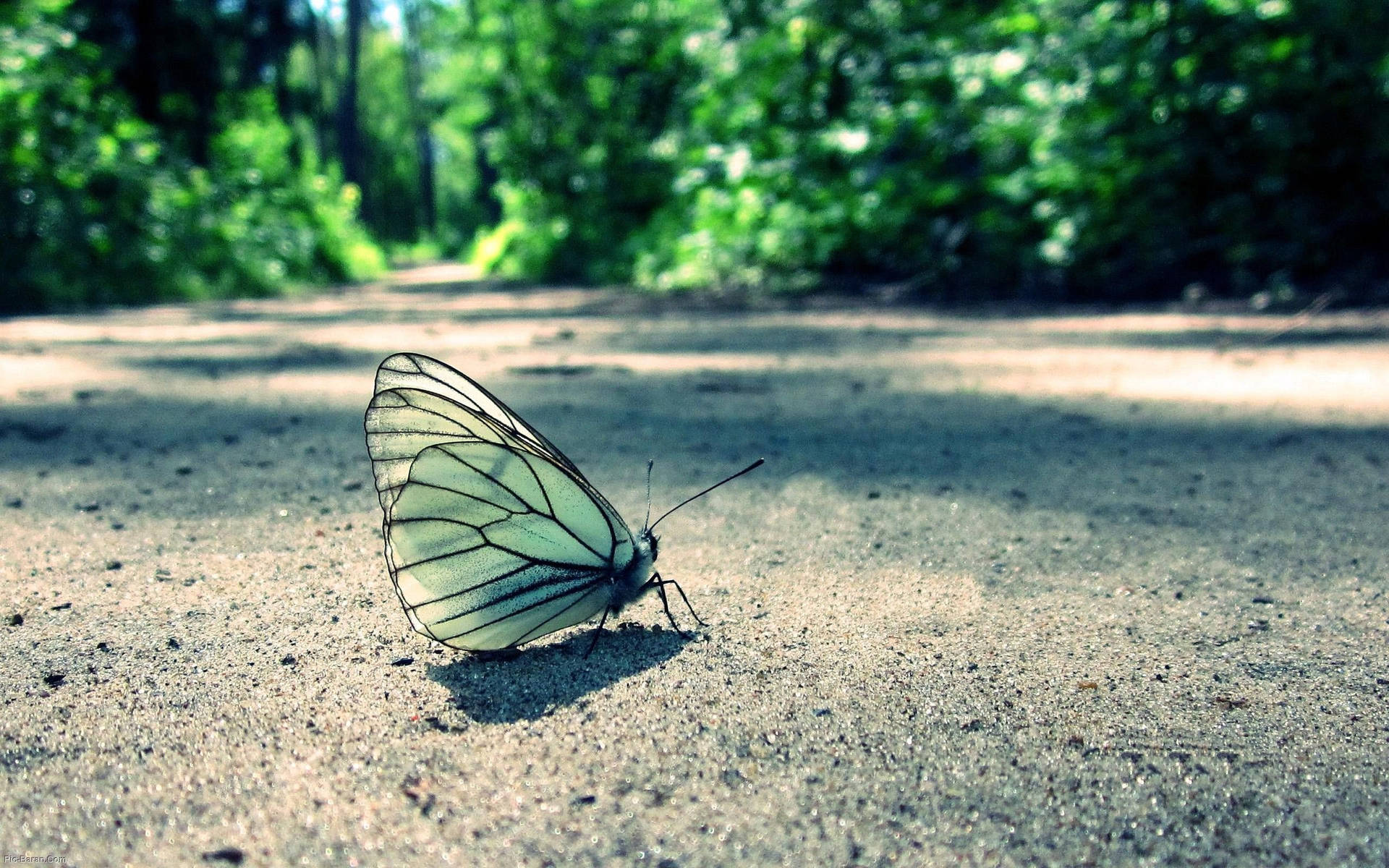 Mariposa azul claro posada en la superficie de un camino rural, fondo de pantalla.