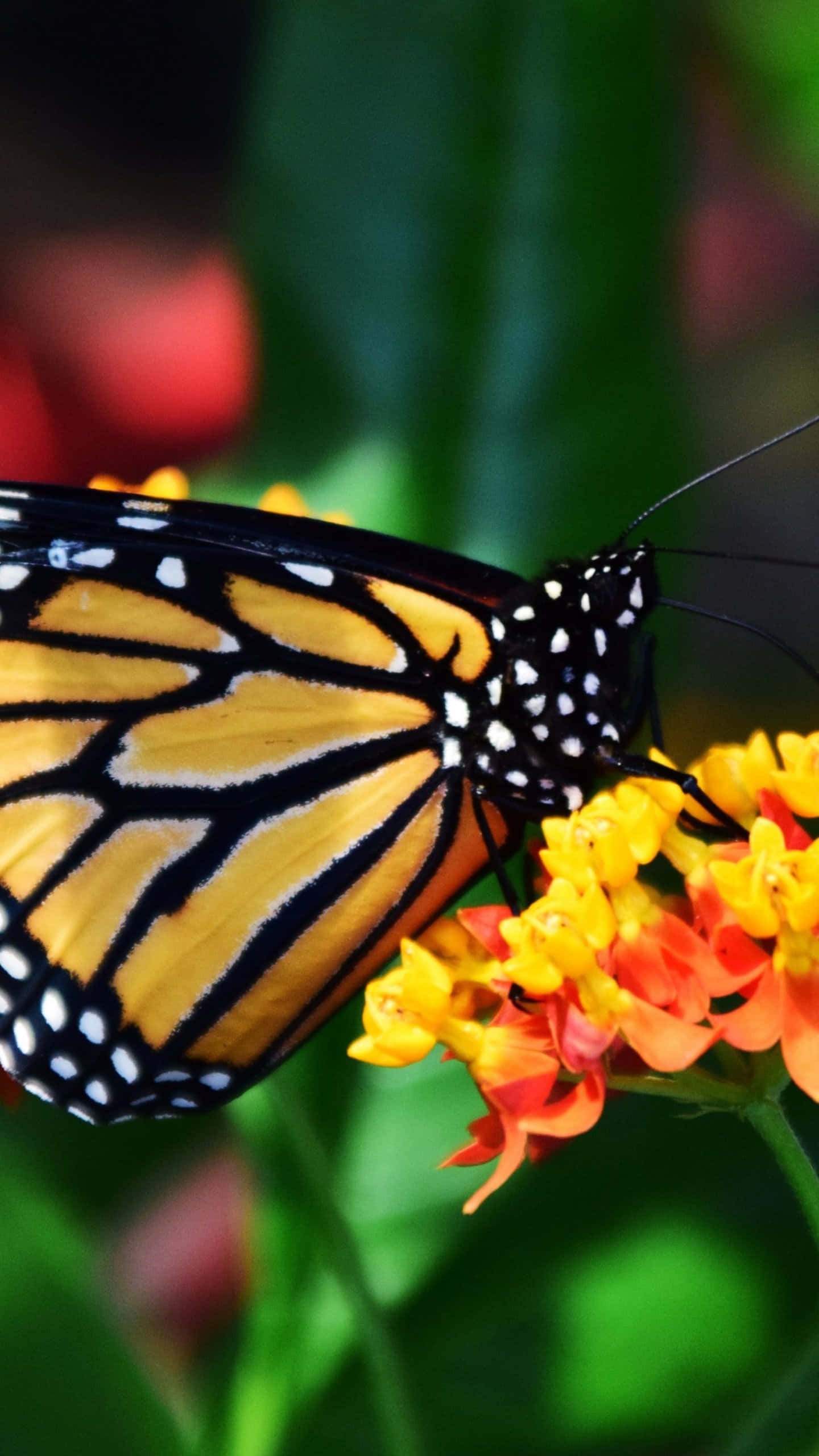 Una hermosa mariposa descansando en un entorno floral vibrante Fondos de pantalla