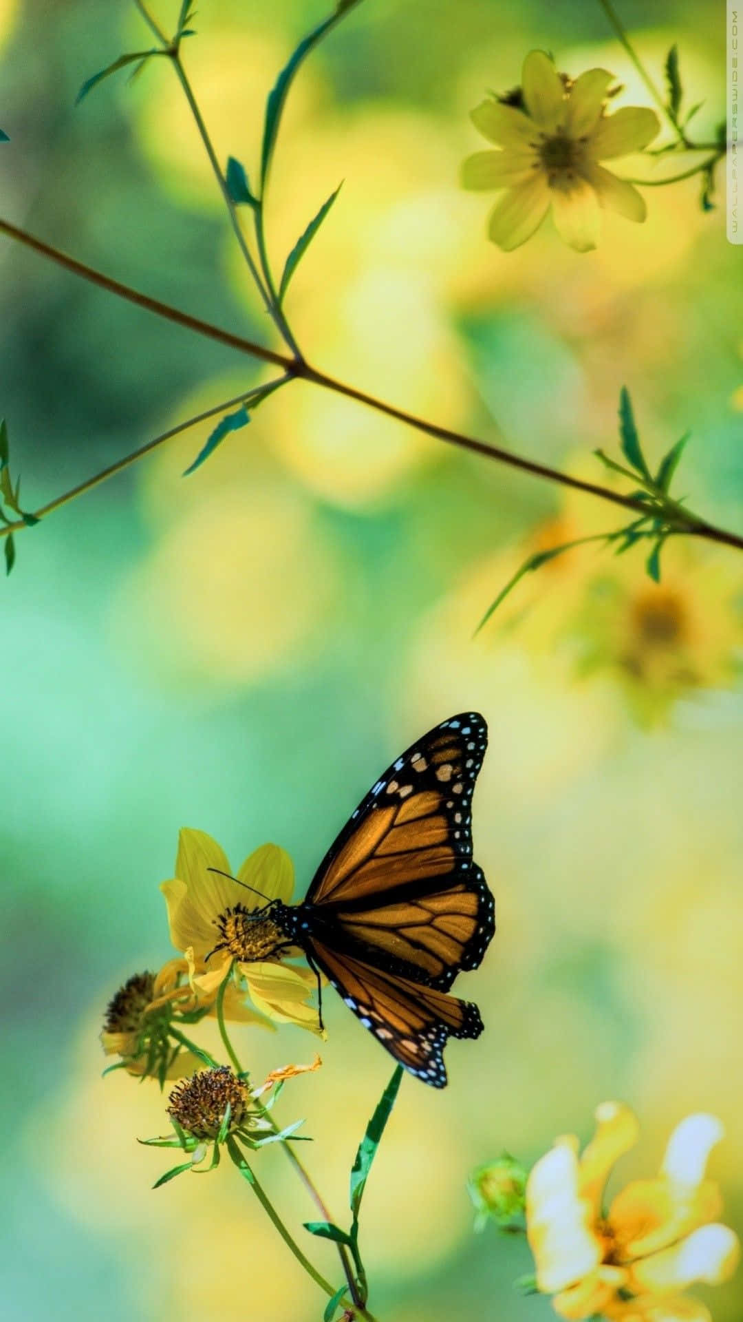 Una hermosa mariposa disfrutando del sol matutino Fondos de pantalla