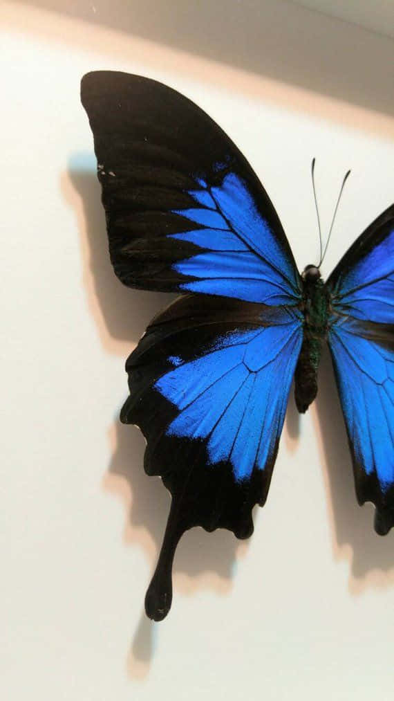 Una hermosa mariposa posada en una flor Fondos de pantalla