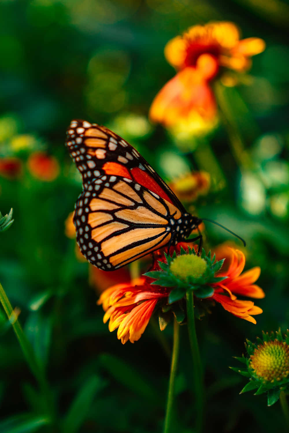 Una hermosa mariposa posada sobre una flor púrpura a la luz del atardecer. Fondos de pantalla