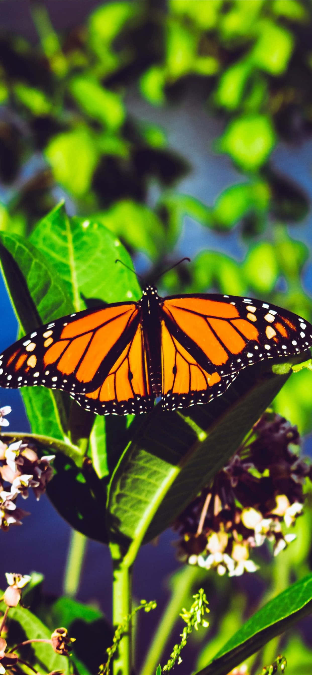 Una hermosa mariposa sobre un encantador fondo rosa y azul Fondos de pantalla
