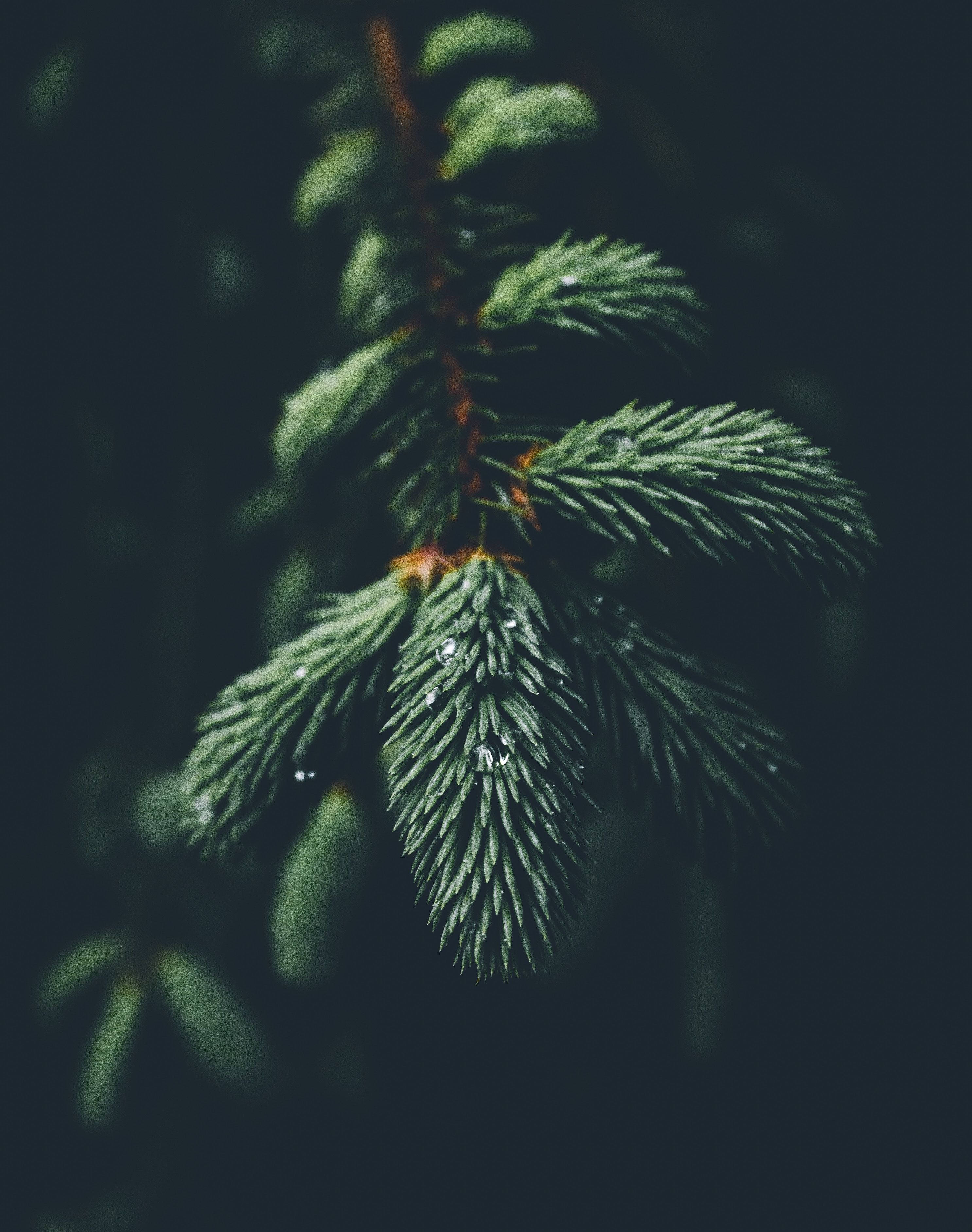 Una hermosa rama de árbol con frondosas hojas verdes. Fondos de pantalla