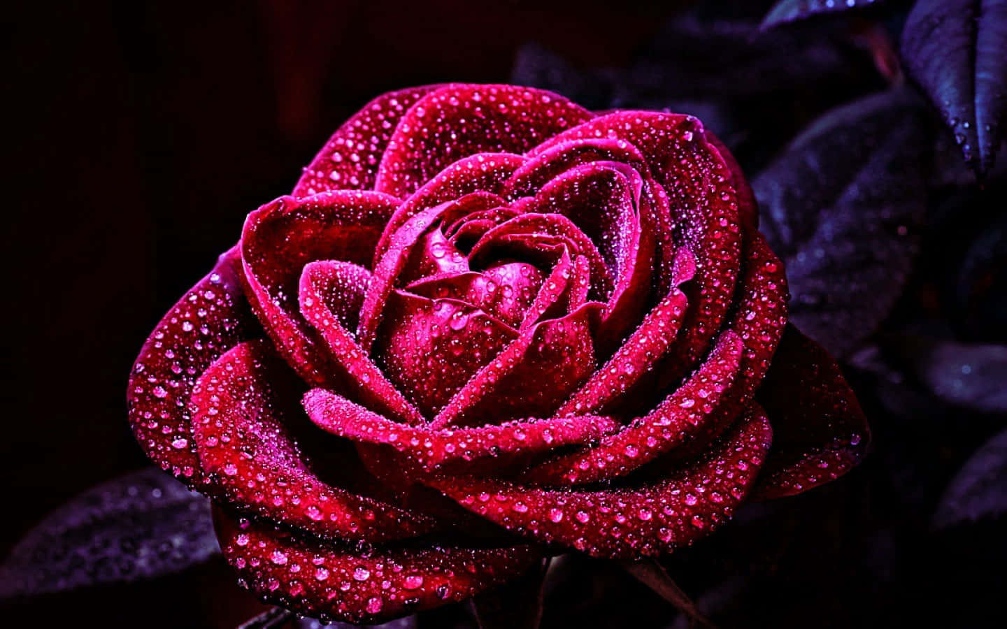 Una hermosa rosa en plena floración Fondos de pantalla