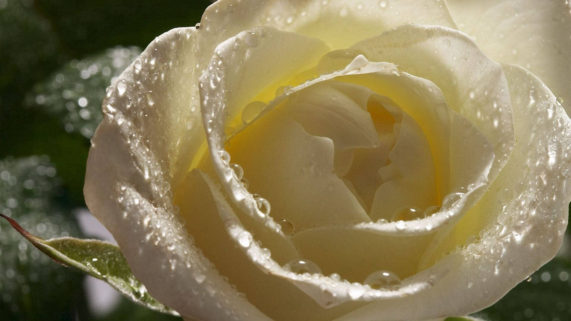 Una hermosa rosa blanca Fondos de pantalla