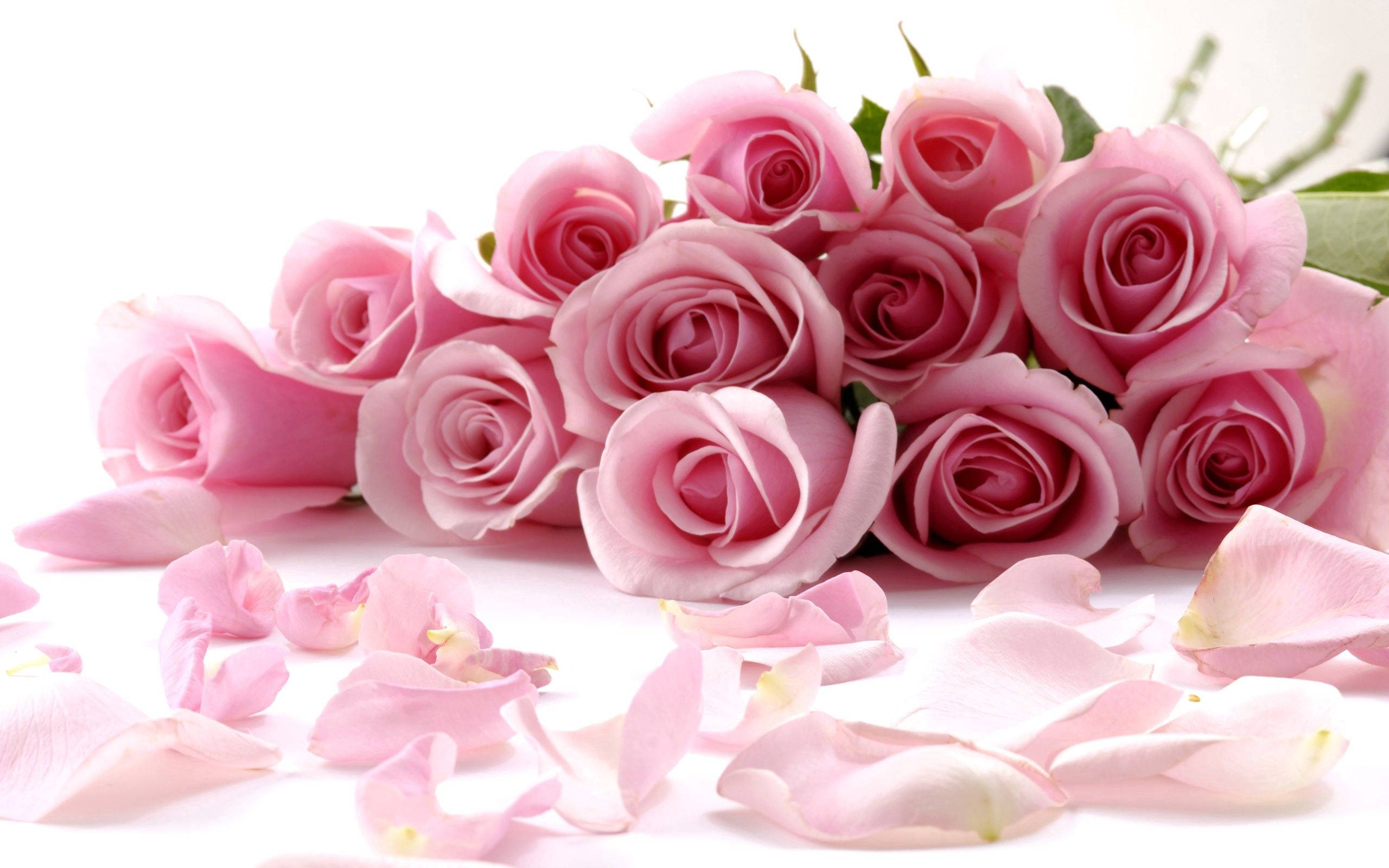 Una hermosa rosa entre un lecho de pétalos Fondos de pantalla