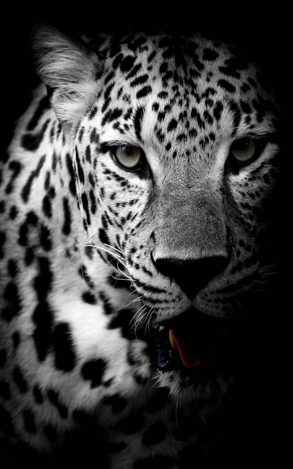 Una hermosa y poderosa pantera negra Fondos de pantalla