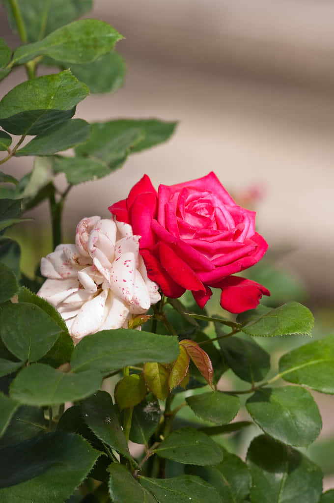 Una hermosa y vibrante rosa roja. Fondos de pantalla