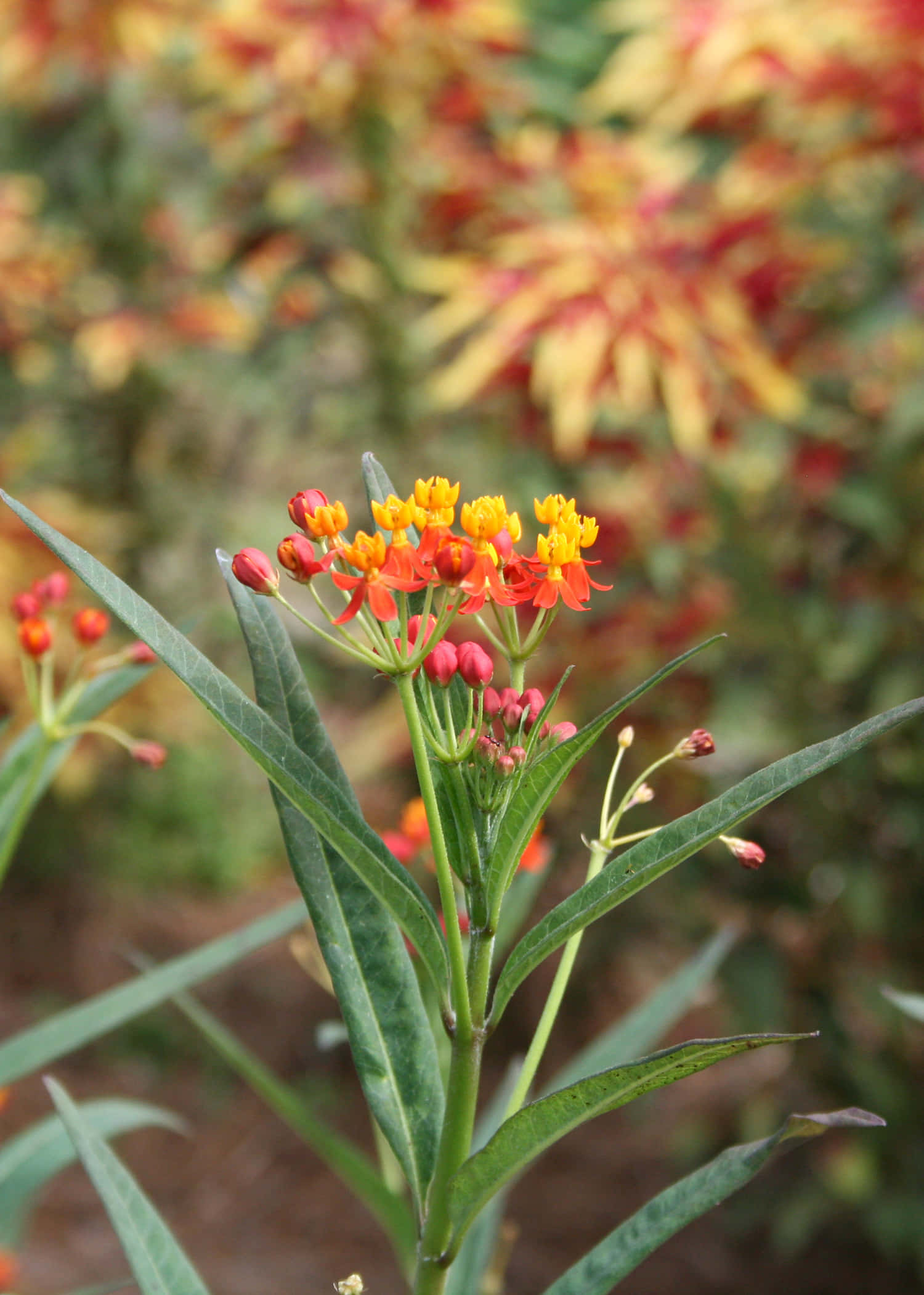 Una Hierba de la Mariposa en flor Fondos de pantalla