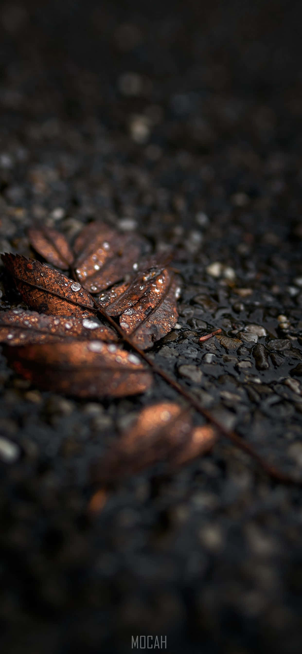 una hoja en el suelo con gotas de agua Fondos de pantalla