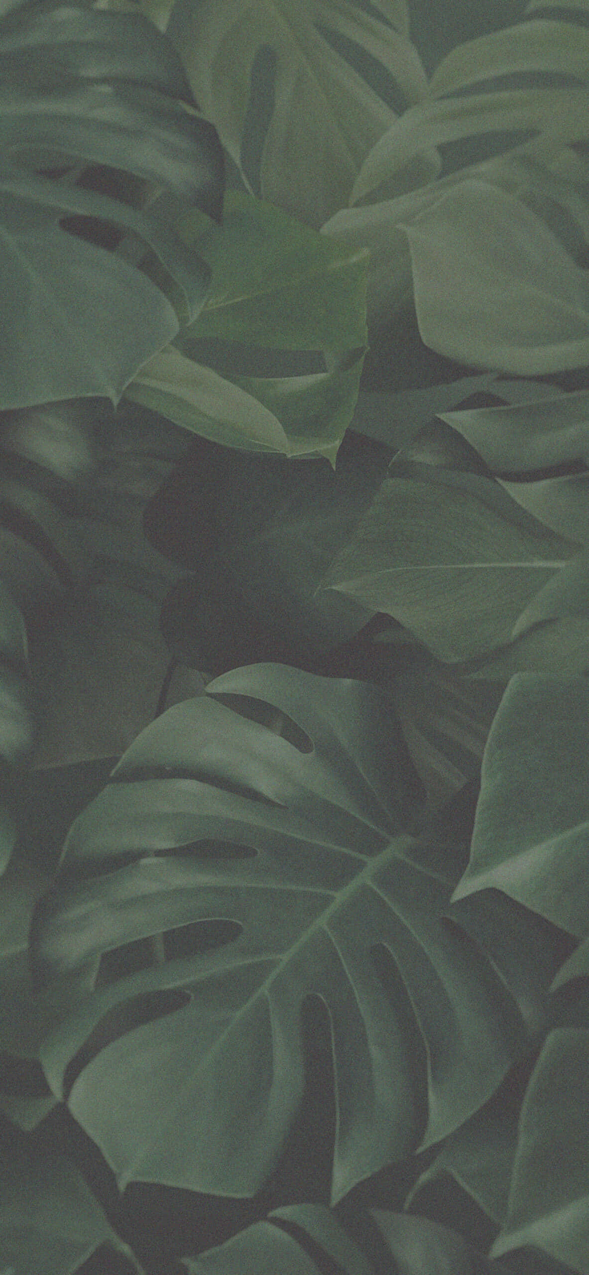 una hoja verde grande Fondos de pantalla