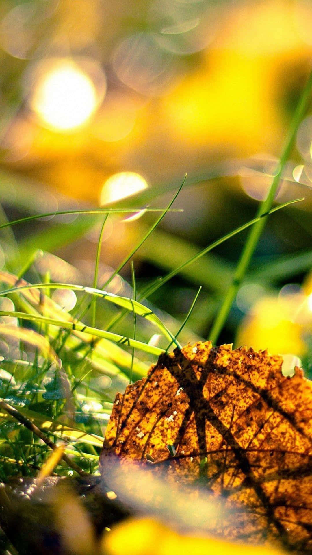 Una hoja yace sobre el césped con la luz del sol brillando sobre ella Fondos de pantalla