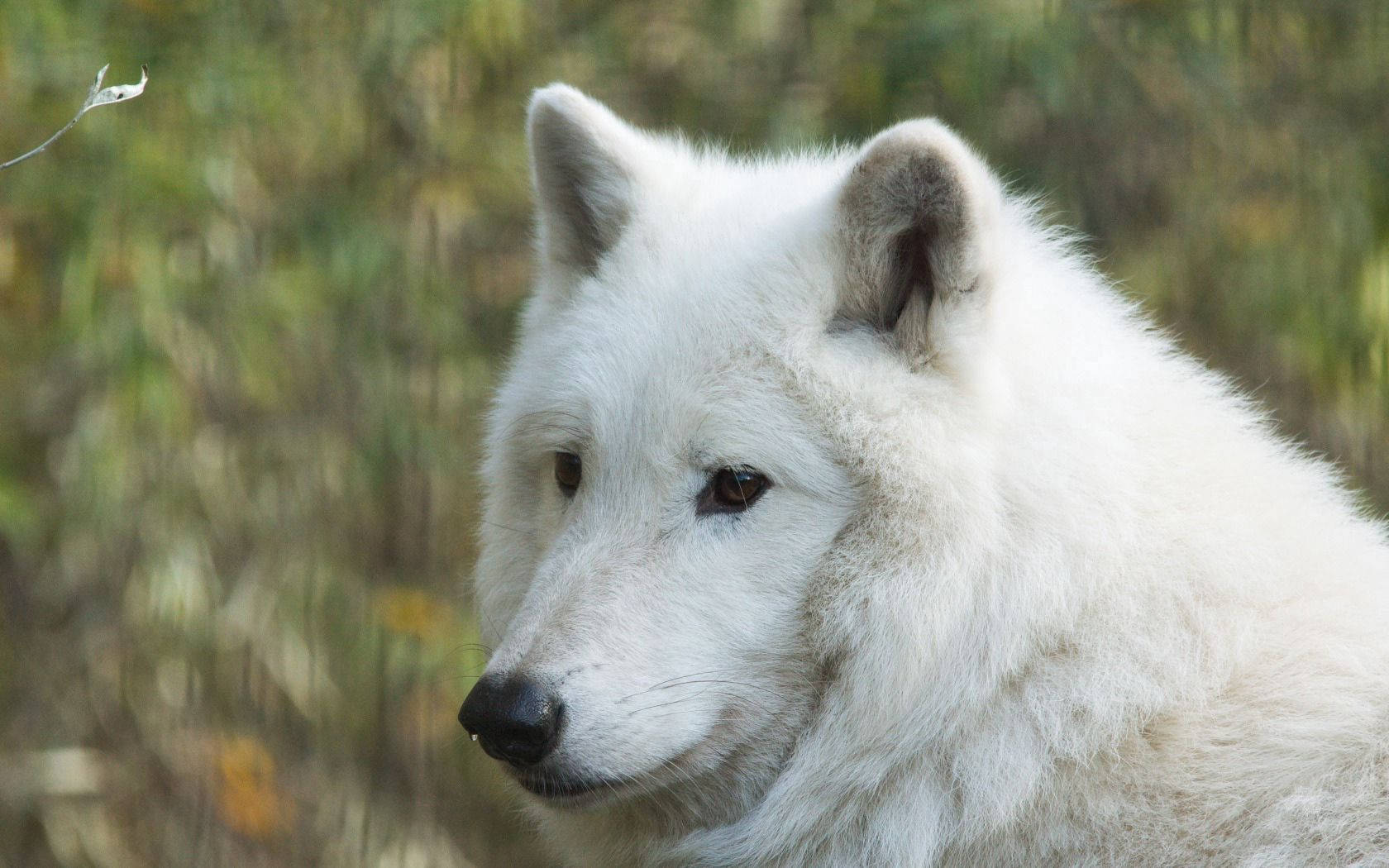 Lobo depredador blanco de Hudson mirando algo a lo lejos en un bosque.