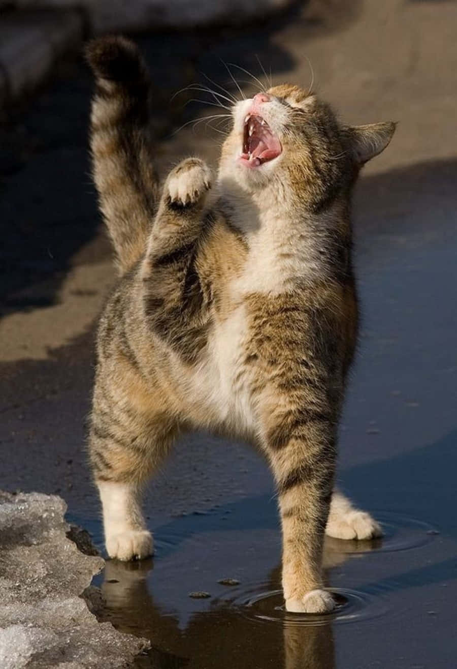 Una imagen verdaderamente divertida perfecta para una buena risa Fondos de pantalla