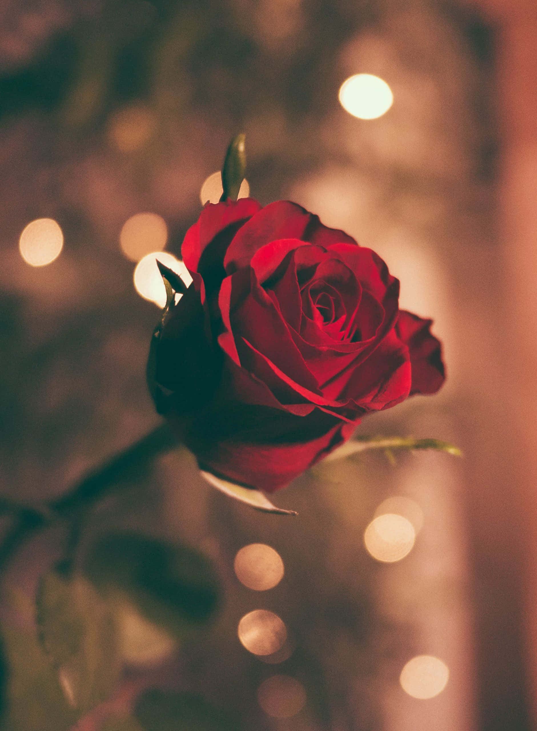 Una impresionante rosa rosa y blanca Fondos de pantalla