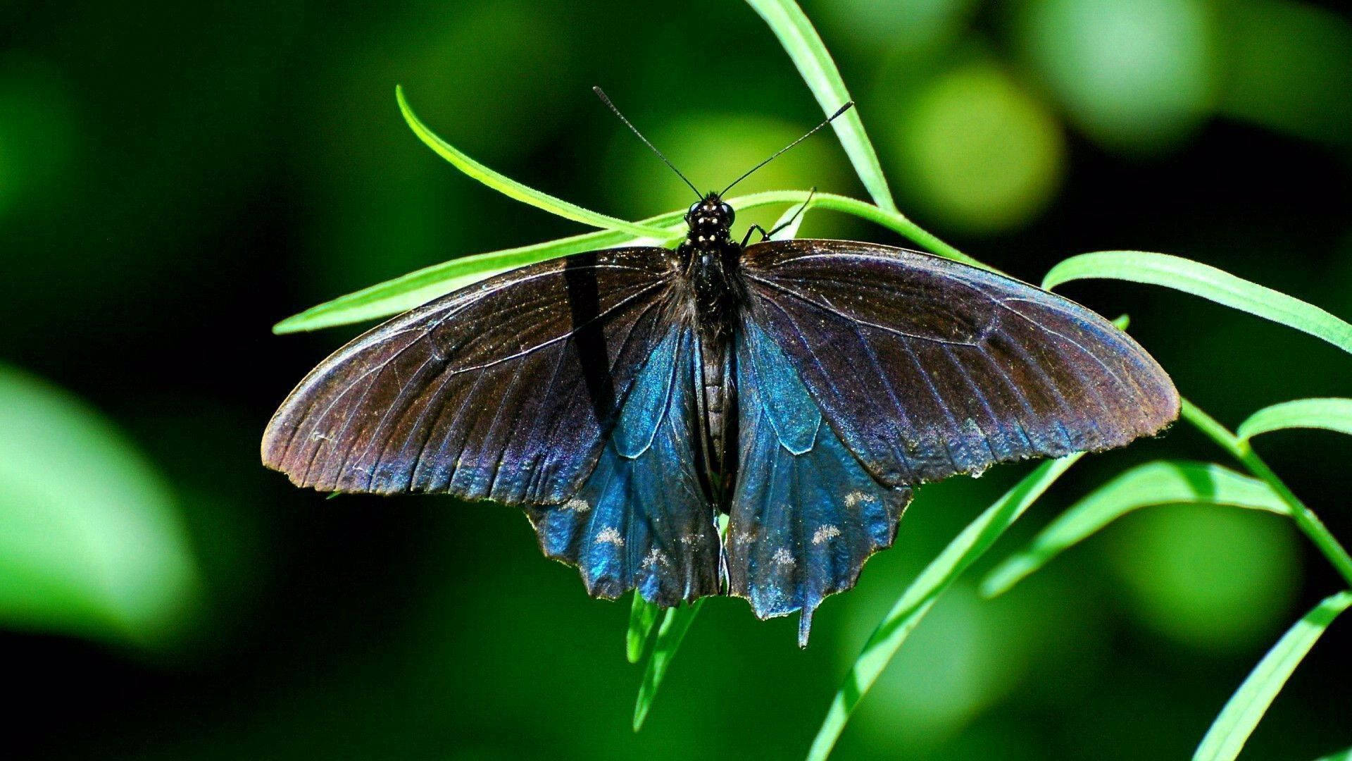 Fondo de pantalla de mariposa cola de golondrina azul y negra cautivadora.