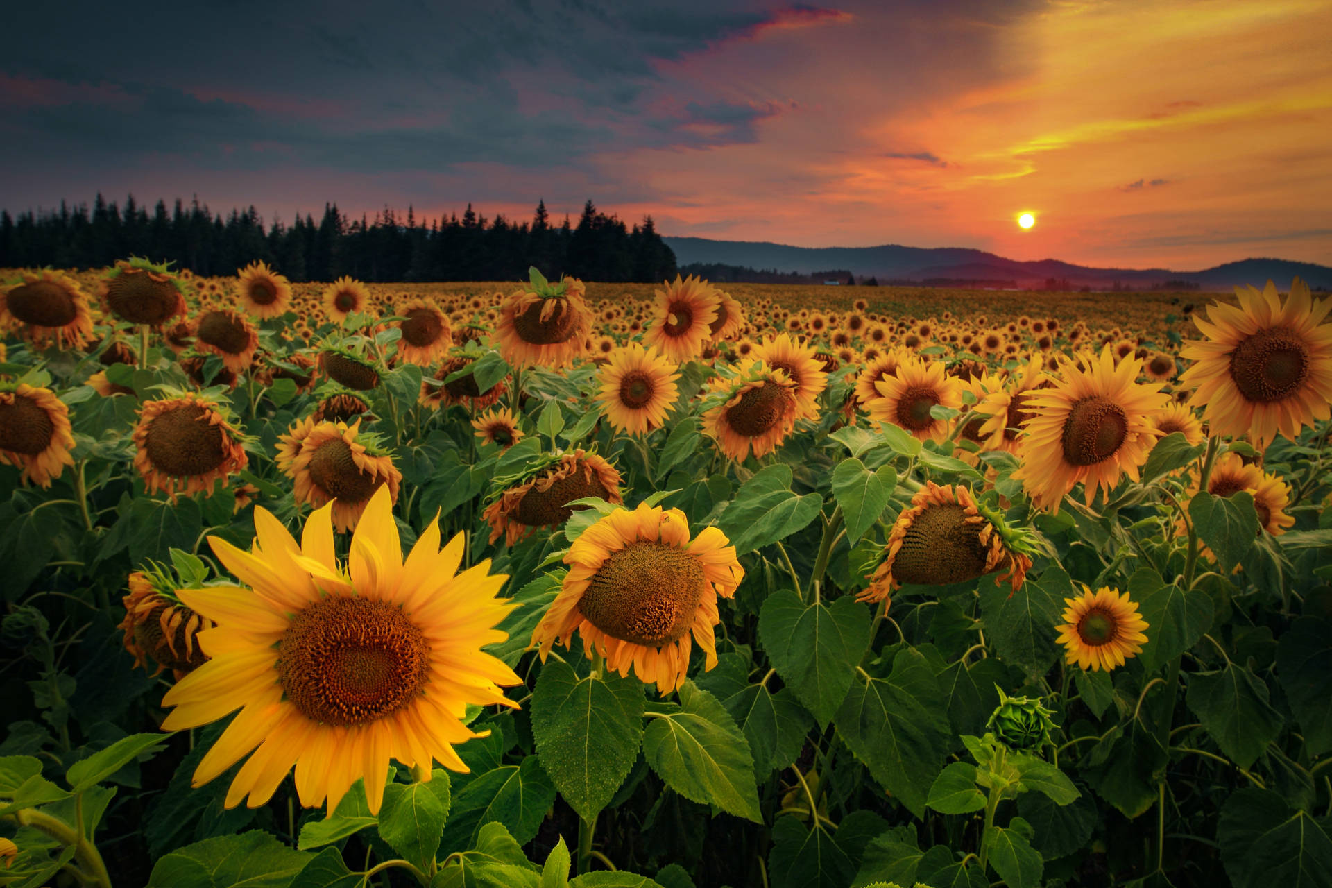 Fondo de pantalla de Campo de Girasoles al Atardecer