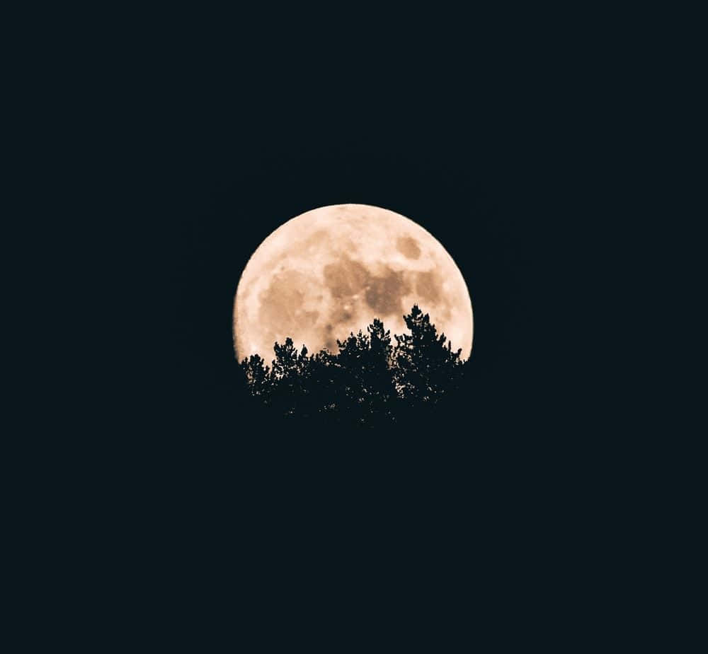 una luna llena se ve entre los árboles en la oscuridad Fondos de pantalla