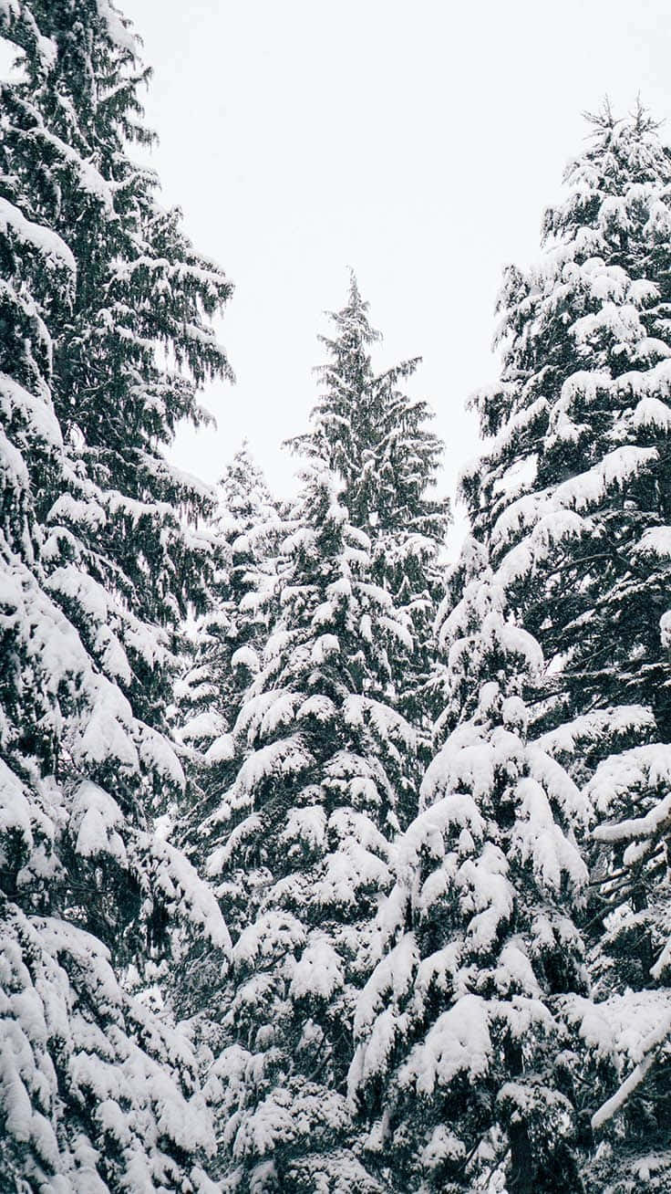 Una mágica Navidad con iPhone en la nieve Fondos de pantalla
