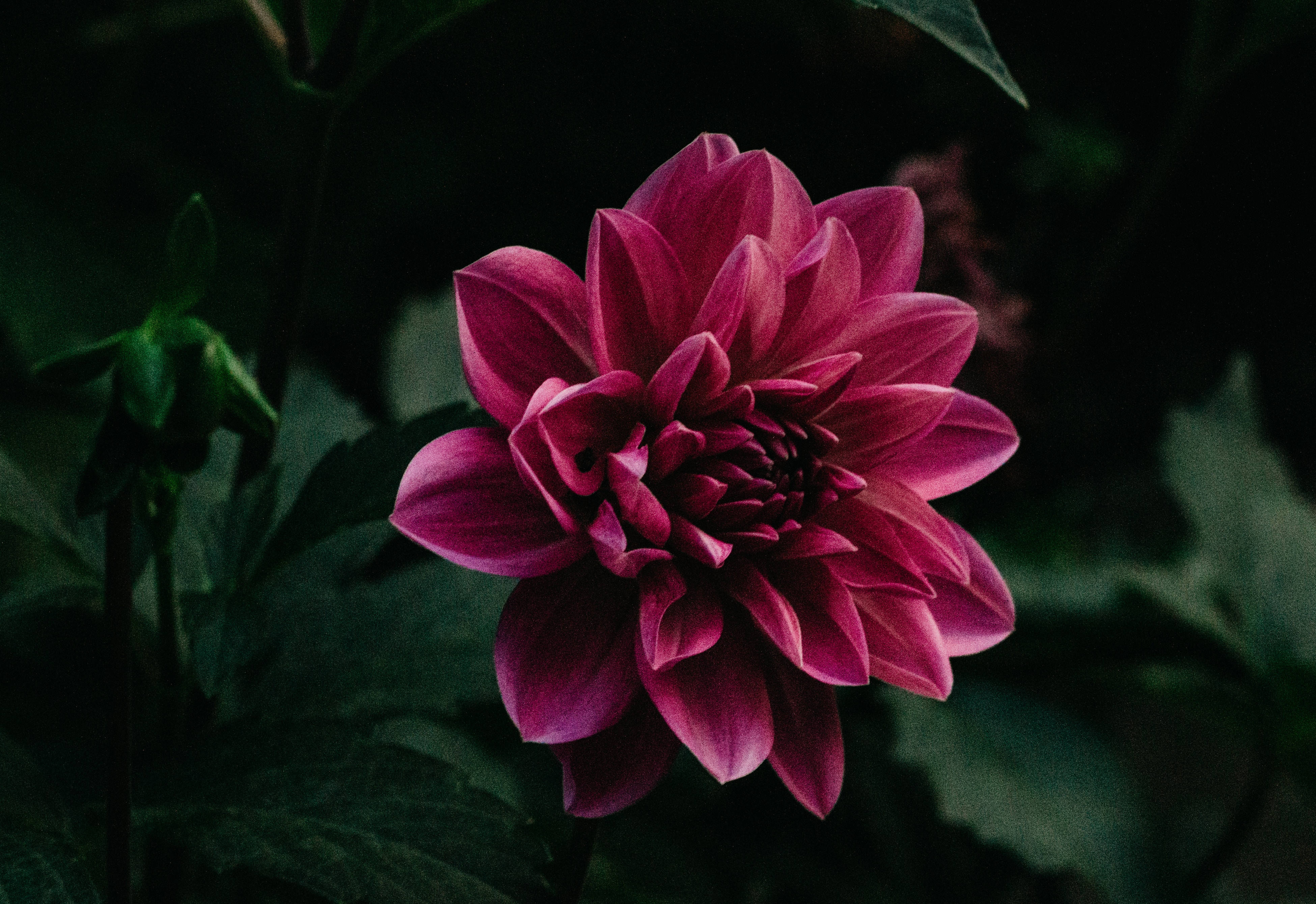 Una magnífica flor púrpura en plena floración Fondos de pantalla