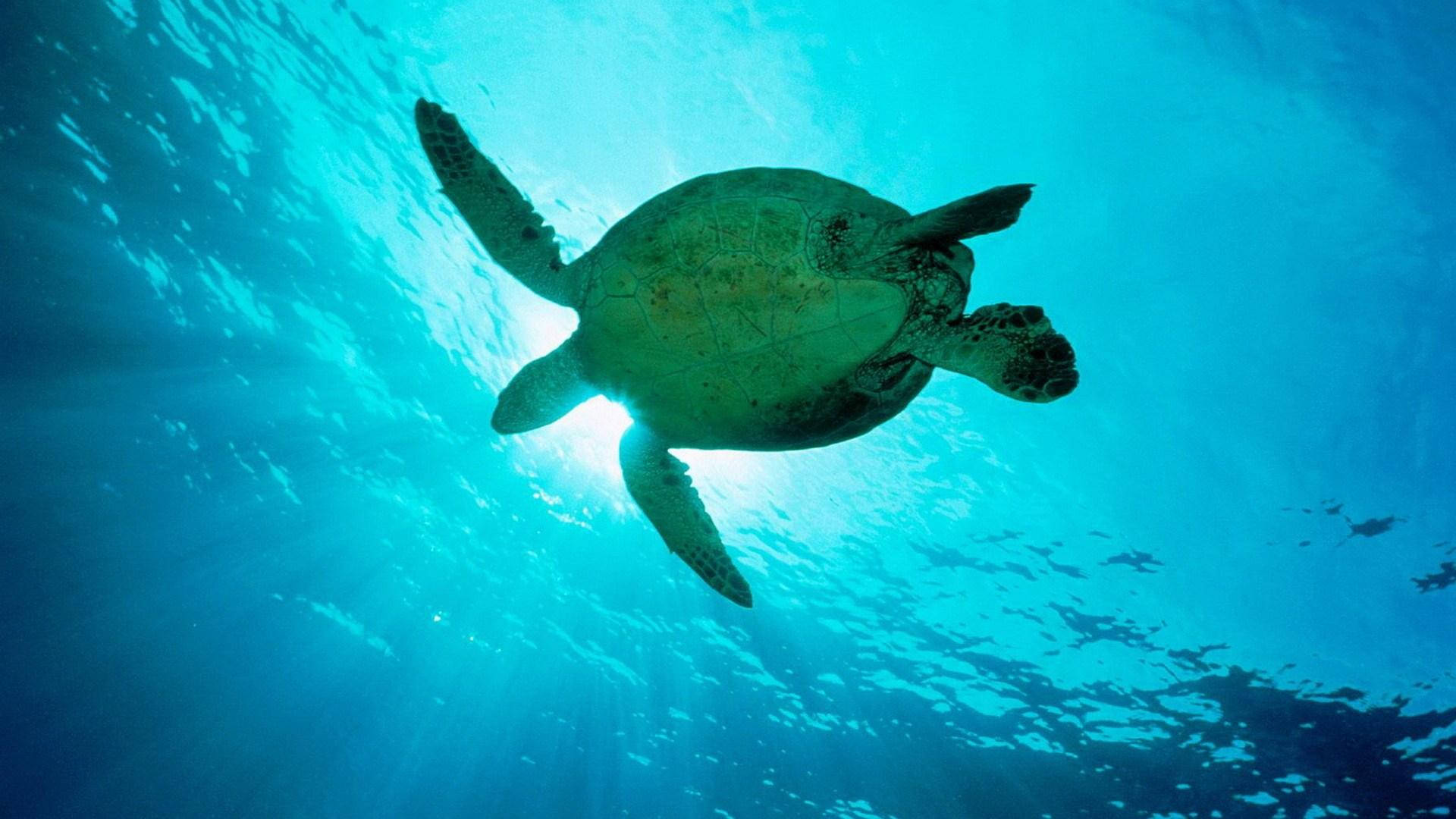 Una majestuosa tortuga marina deslizándose en el profundo océano azul Fondos de pantalla
