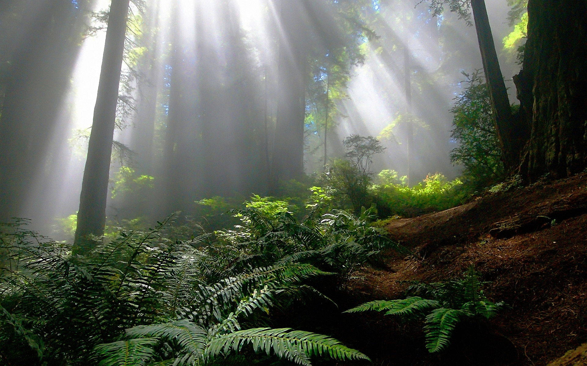 Una mañana mística en el bosque brumoso Fondos de pantalla