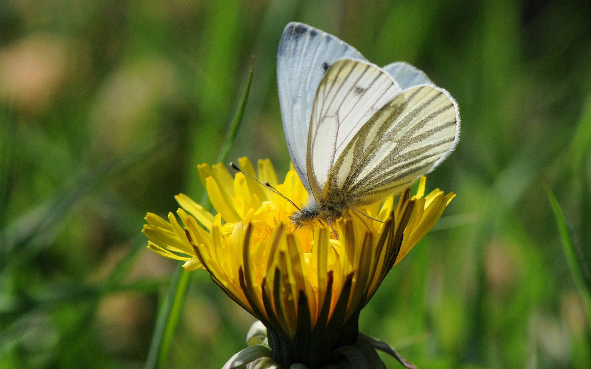 Fondo de pantalla de mariposa blanca libando néctar de una flor amarilla.