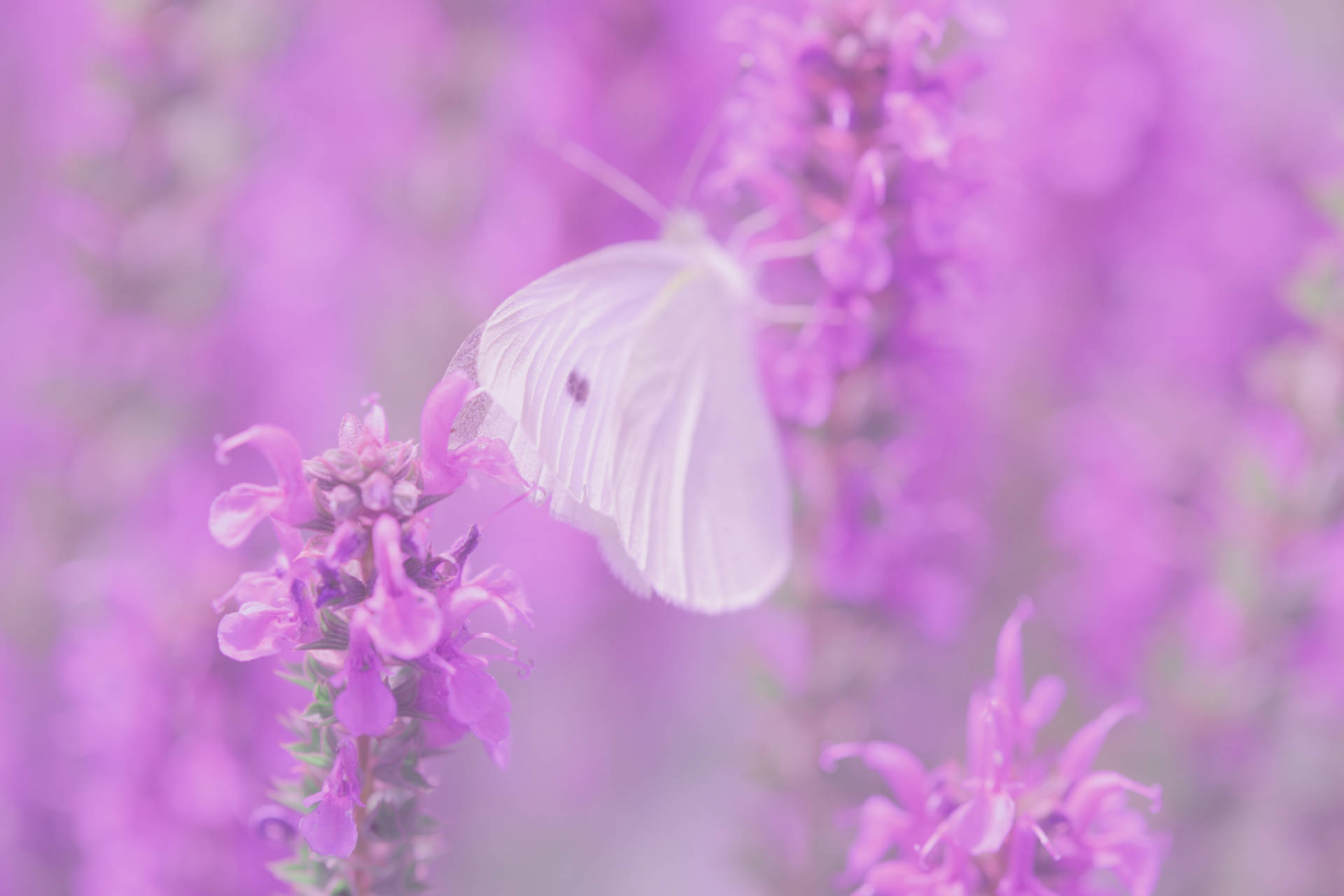 Mariposa blanca posada en una flor de lila, fondo de pantalla.