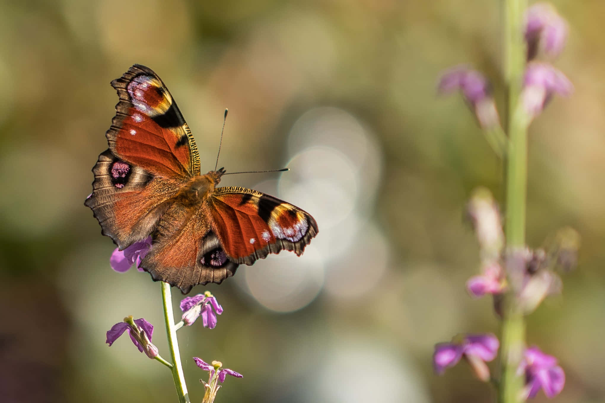 una mariposa está posada sobre una flor Fondos de pantalla