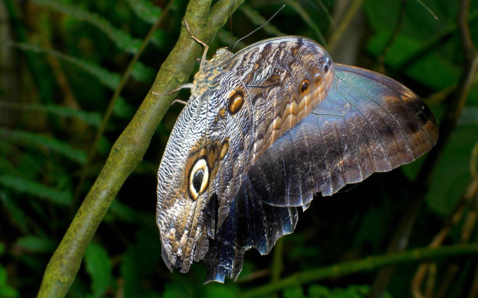 Fondo de pantalla de enorme mariposa moteada posada sobre un tallo.