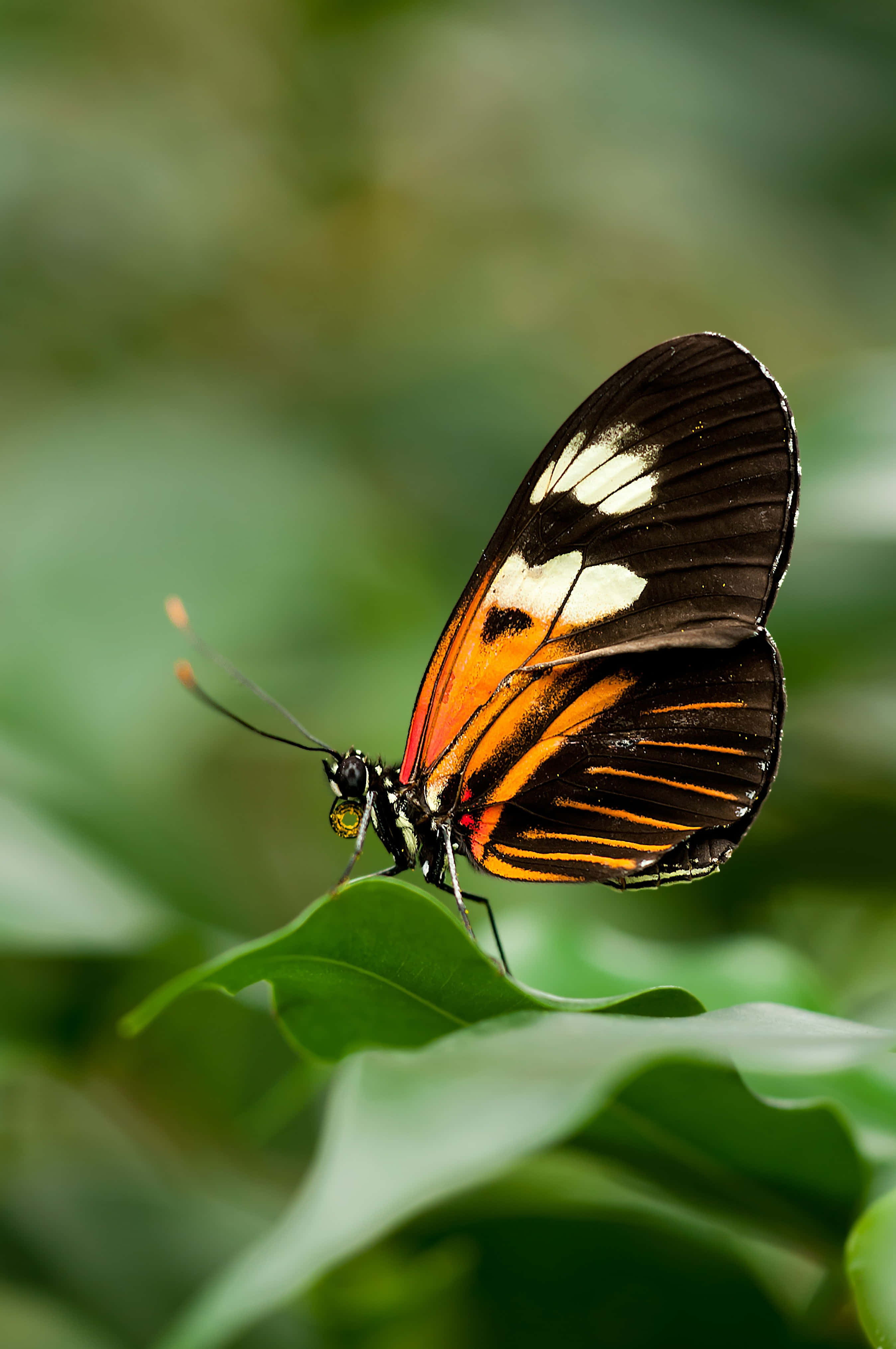 una mariposa posada en una hoja Fondos de pantalla