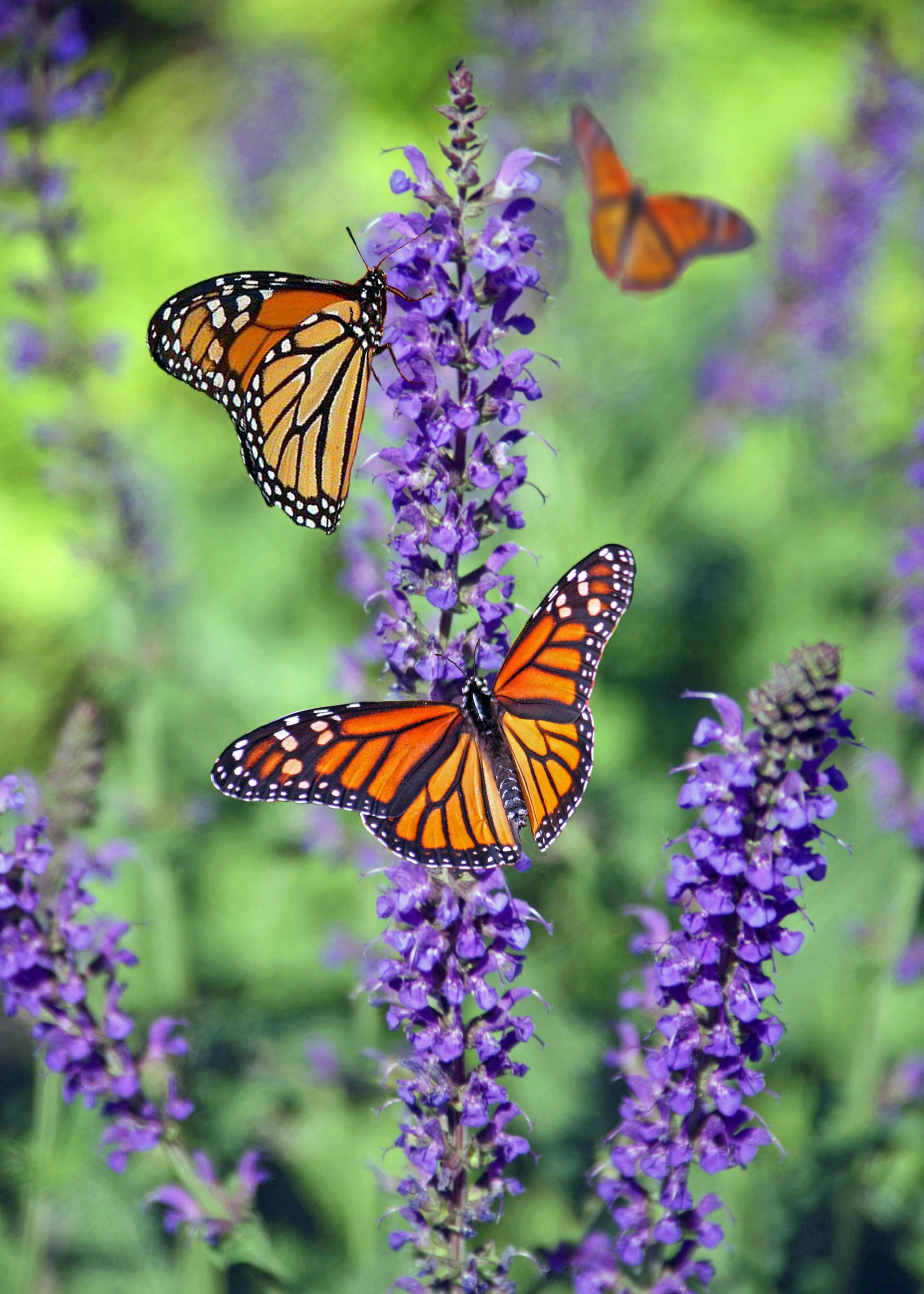 Una mariposa real delicada y vibrante Fondos de pantalla