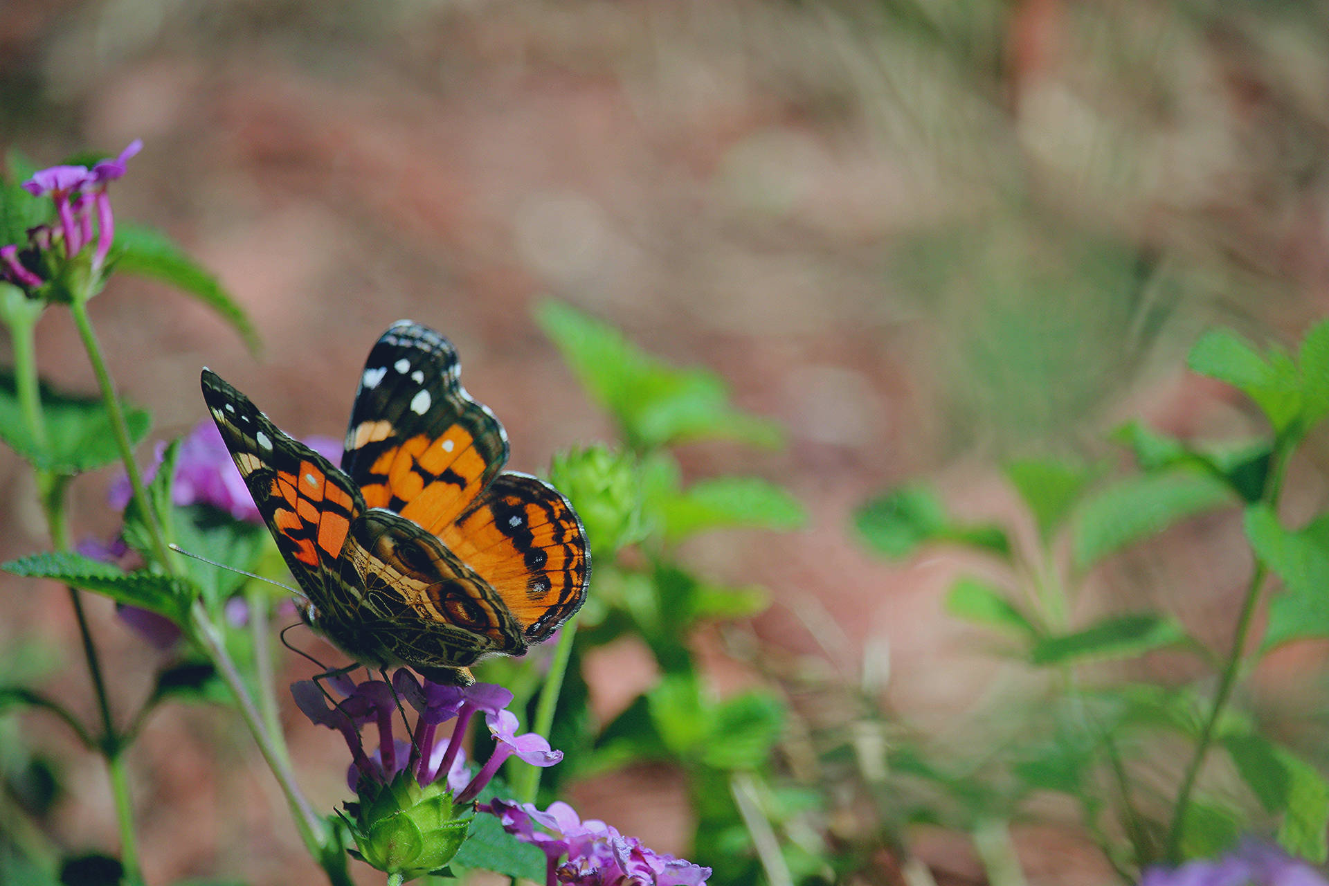 Mariposa West Coast Lady naranja posada en una flor púrpura, fondo de pantalla.