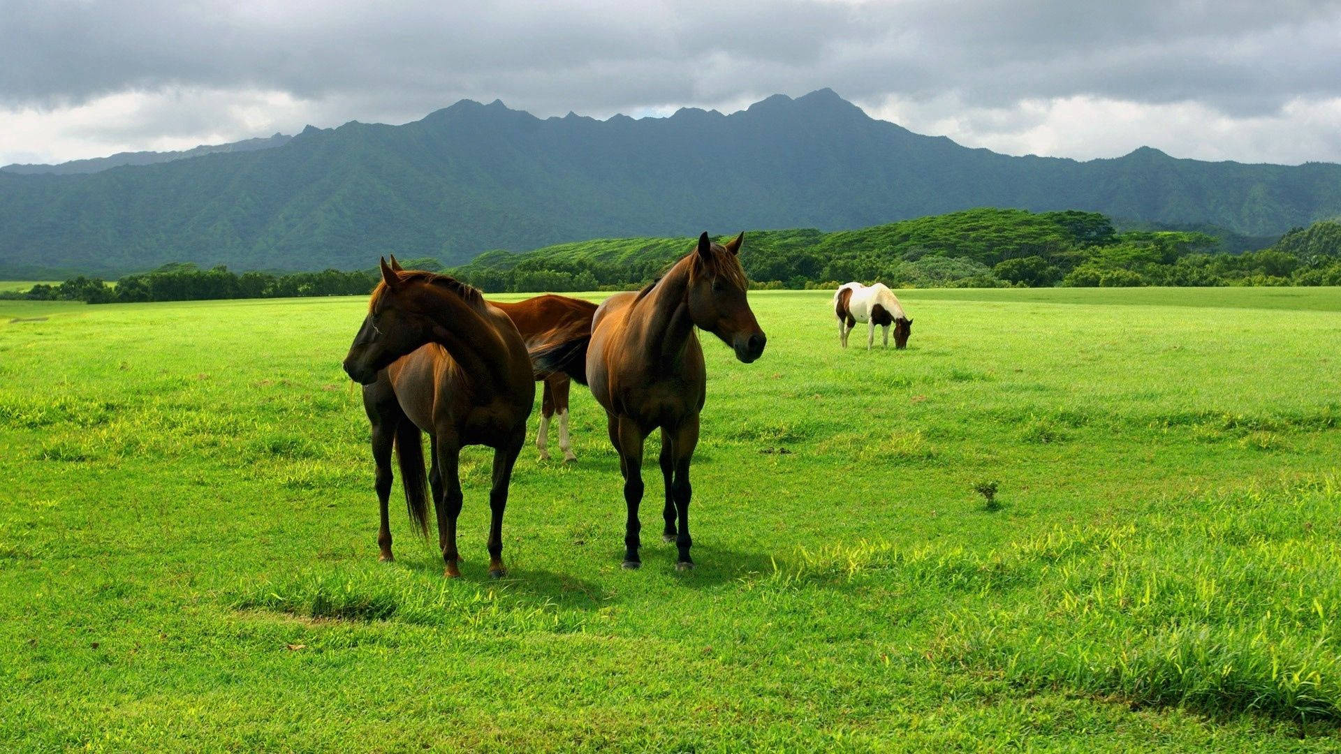 Fondo de pantalla de caballos pastando en una pradera