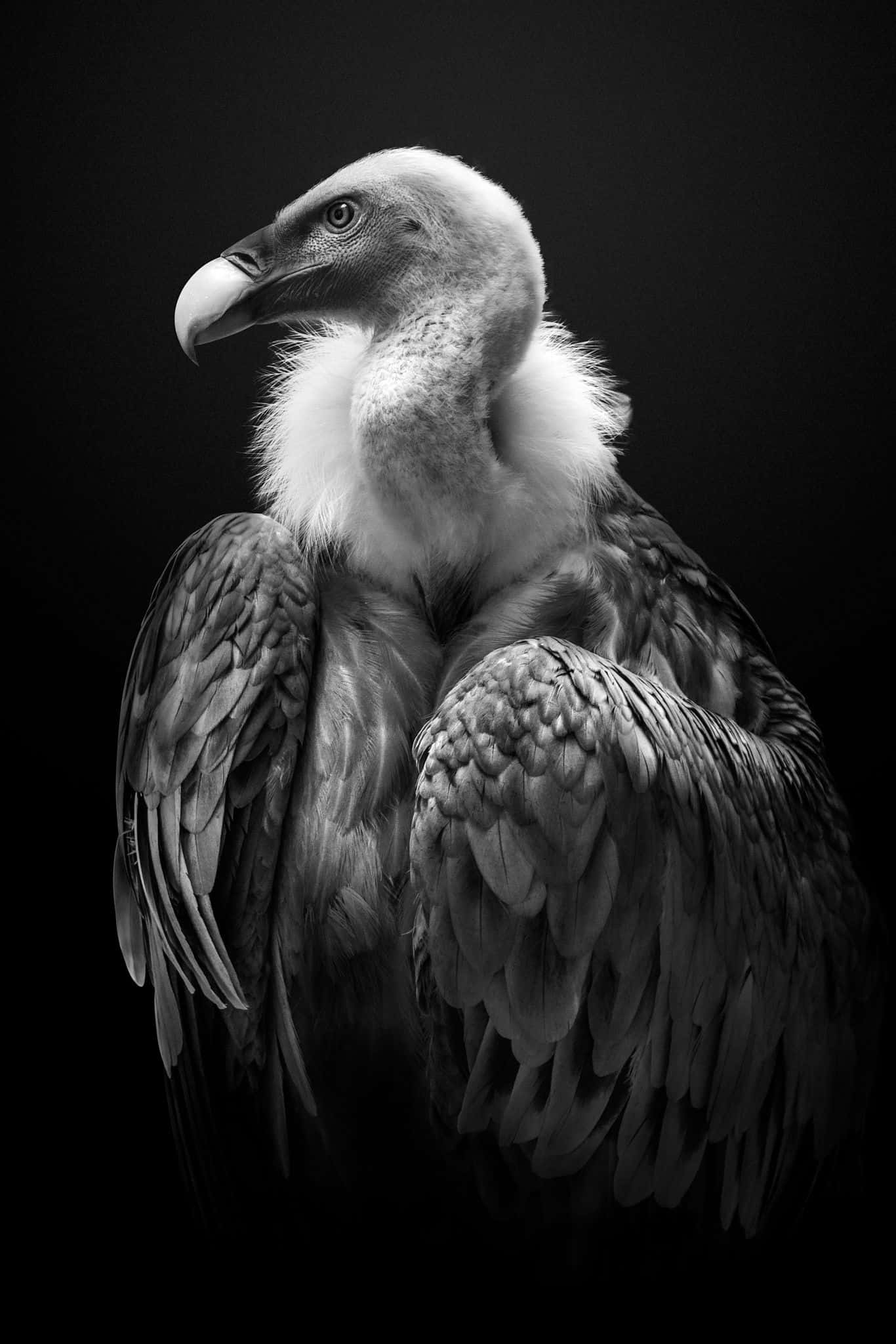 Una Mirada al Colorido Mundo de las Hermosas Aves Fondos de pantalla