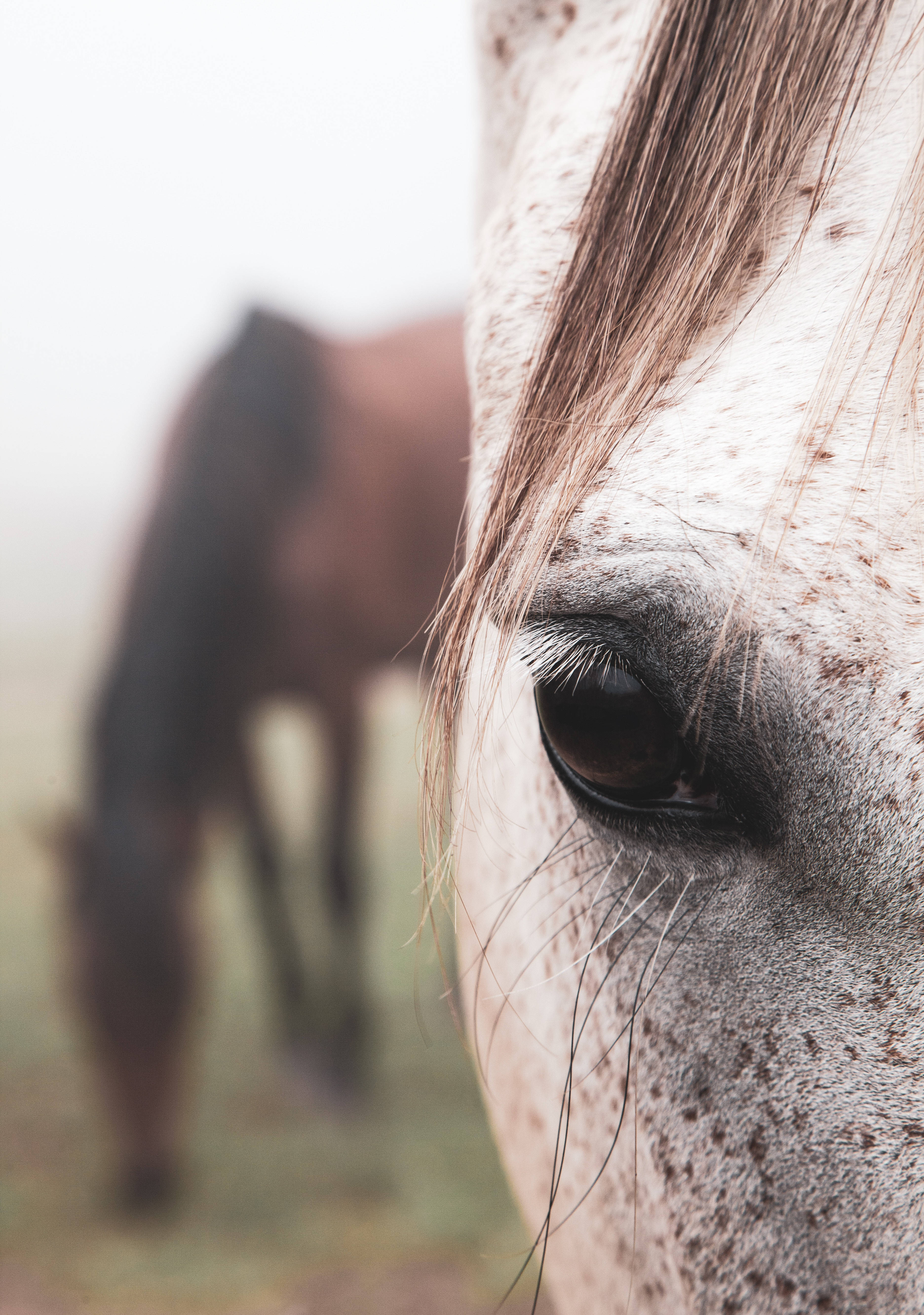 Una mirada cercana al intenso ojo marrón de un caballo Appaloosa Fondos de pantalla