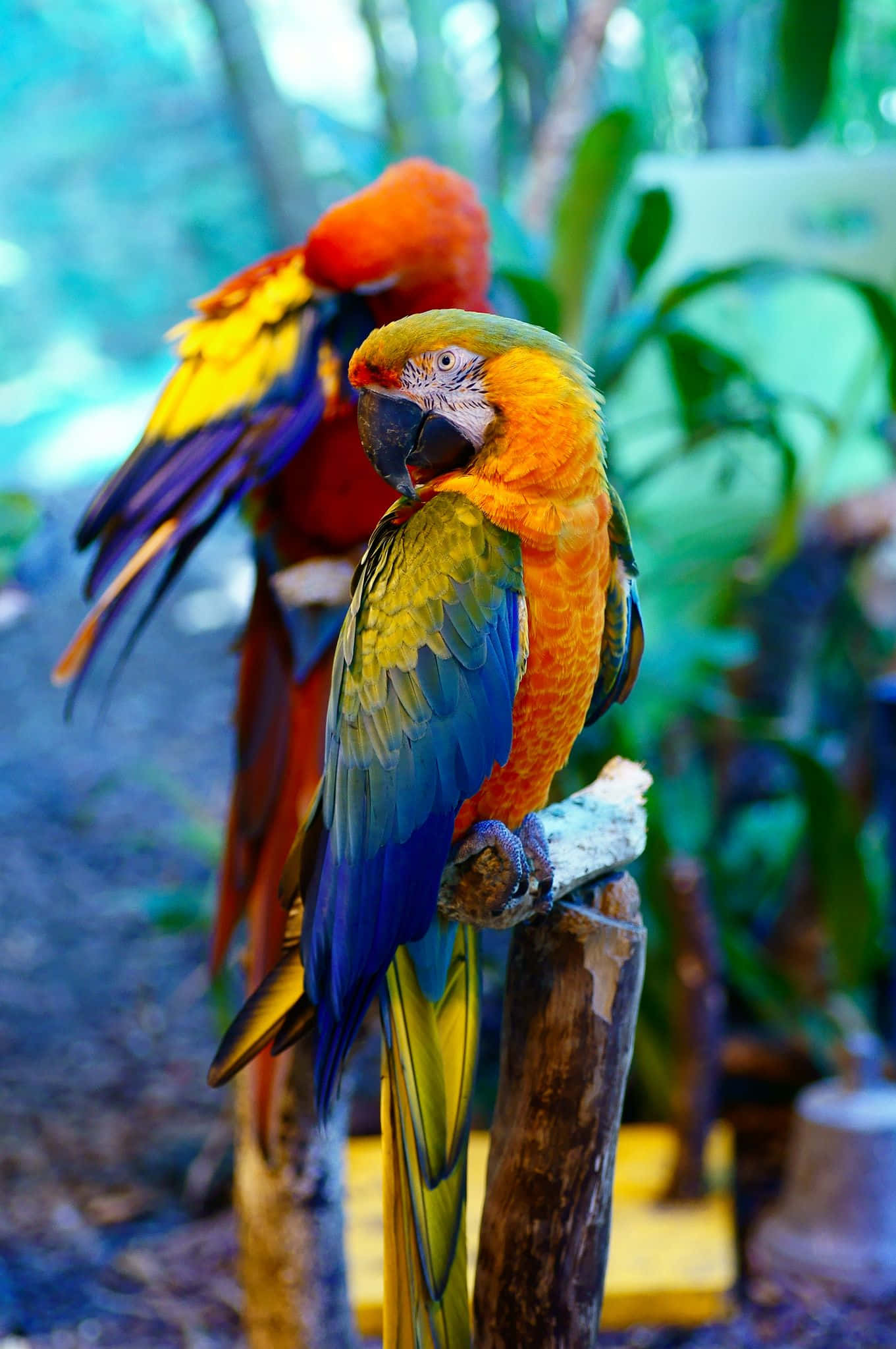 Una mirada más cercana a la belleza de la naturaleza: una bandada colorida de aves alzando el vuelo Fondos de pantalla