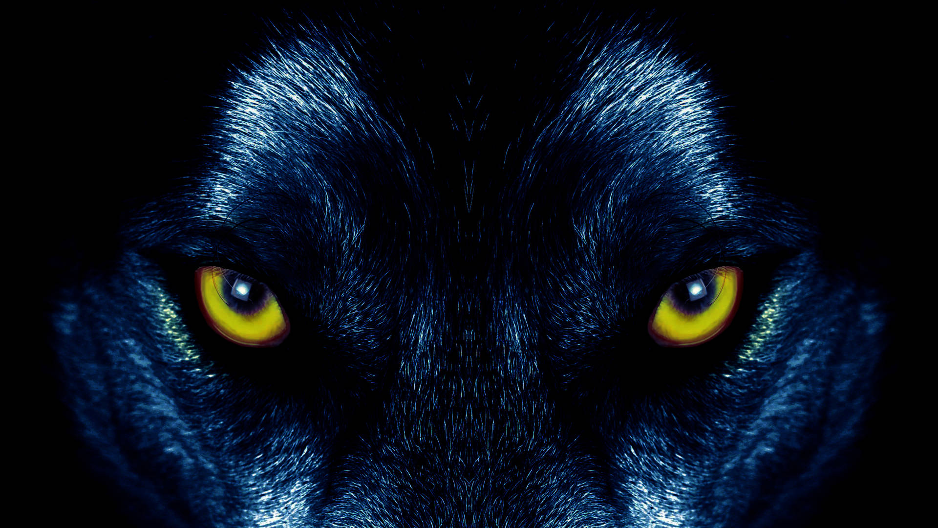Lobo depredador negro con ojos amarillos que muestra una vista aguda mirando directamente a la cámara.