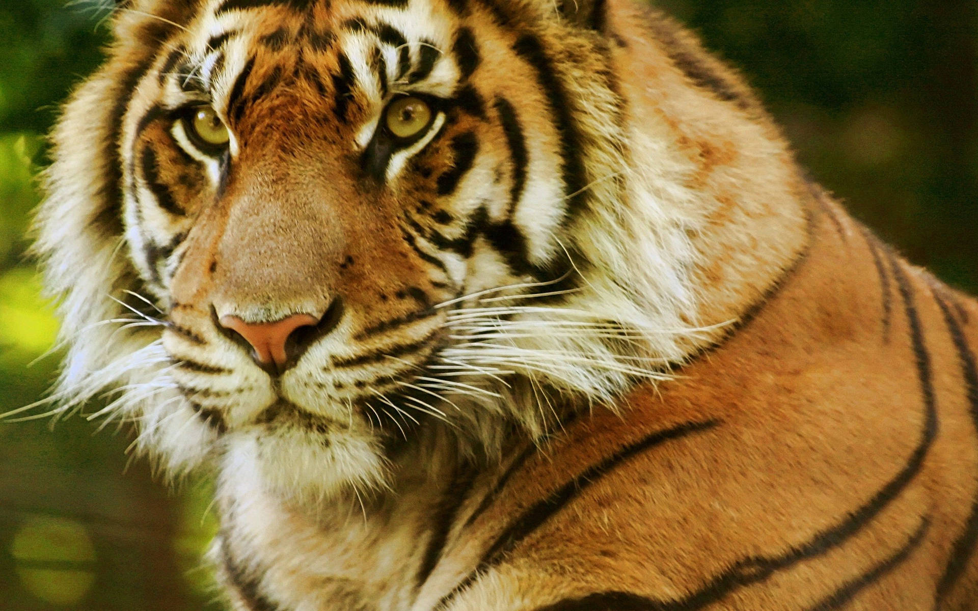 Fondo de pantalla de primer plano de tigre feroz con ojos de depredador