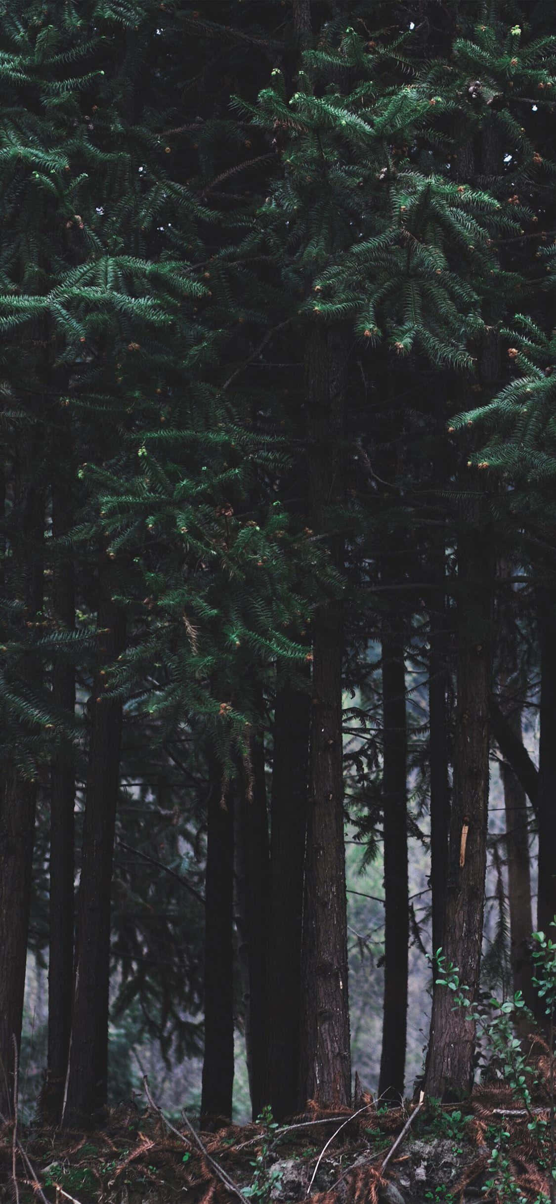 una mujer está sentada en una banca en el bosque Fondos de pantalla