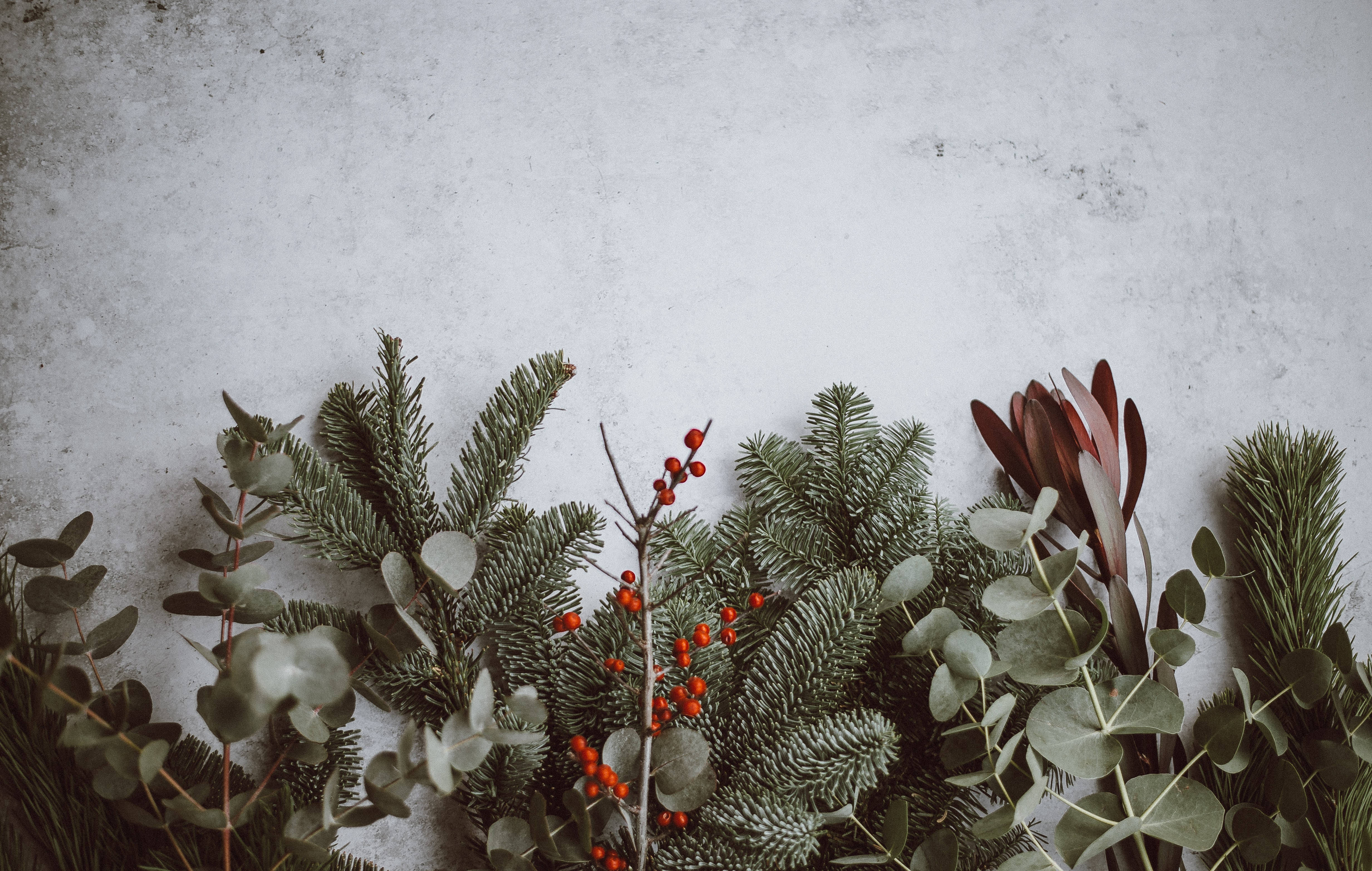 Una Navidad australiana única: hojas de eucalipto sobre la nieve Fondos de pantalla