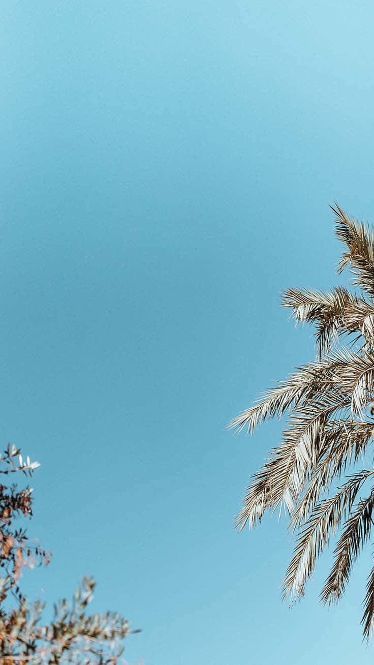 una palmera contra el cielo azul Fondos de pantalla
