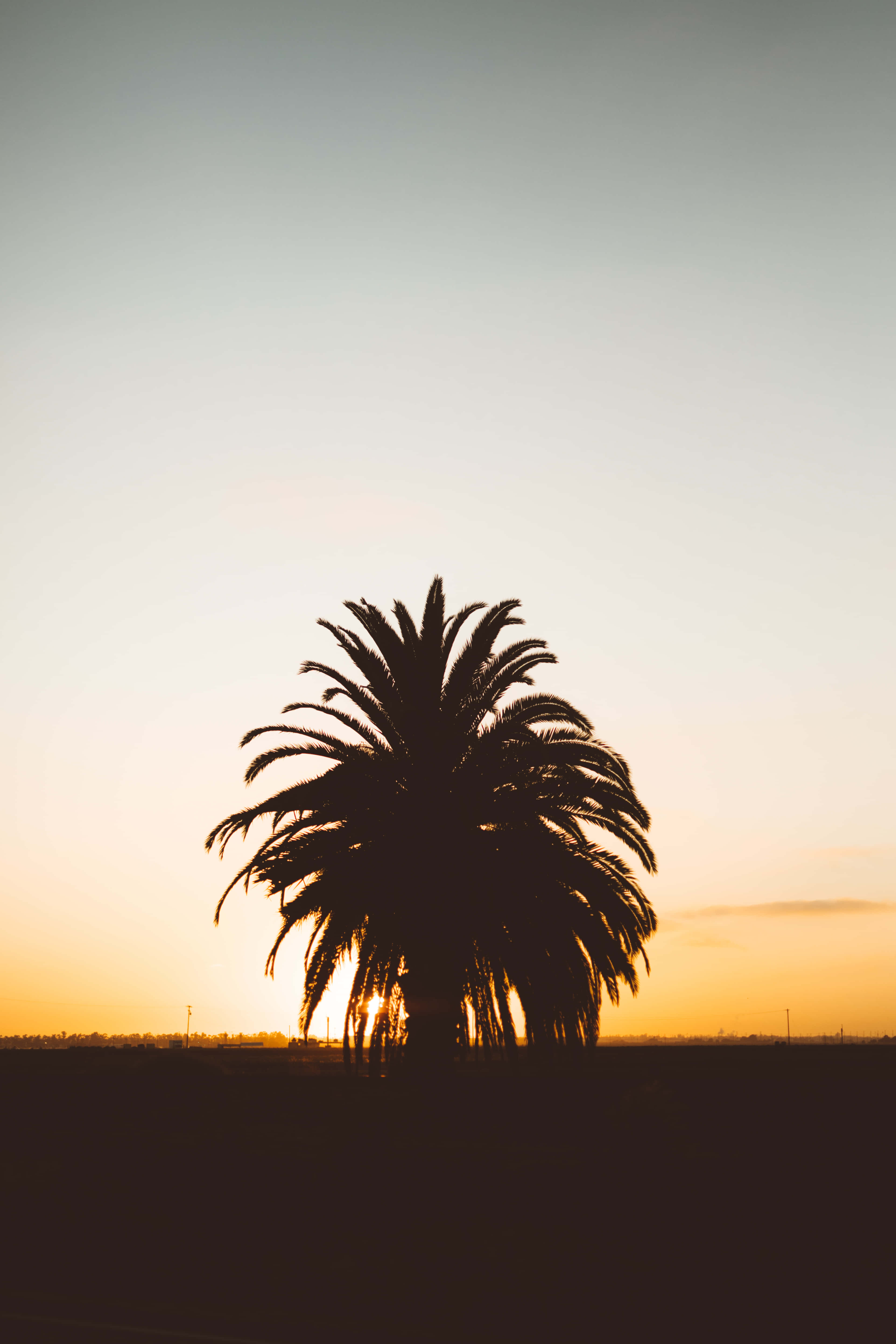 una palmera silueteada contra el atardecer Fondos de pantalla