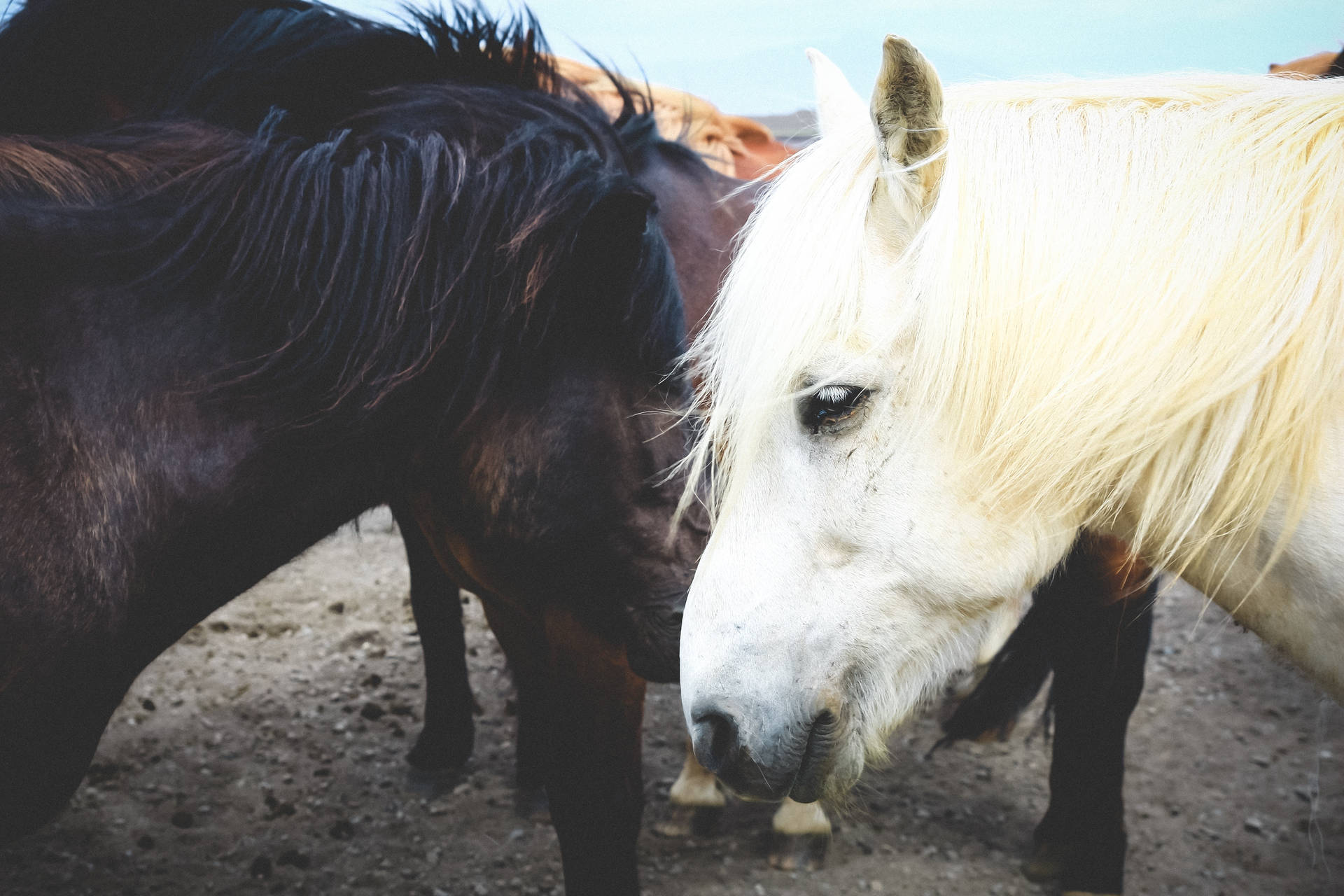Pareja de caballos blanco y negro fondo de pantalla