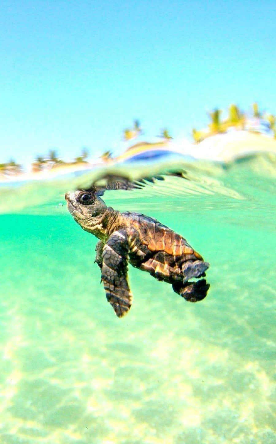 Una Pequeña Belleza - Una Tortuga Linda Sentada en un Tronco Fondos de pantalla